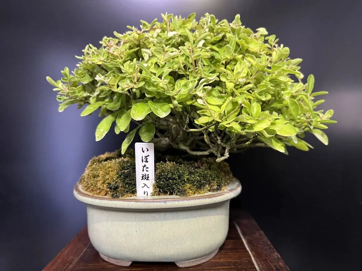 Ligustrum obtusifolium Canada Bonsai