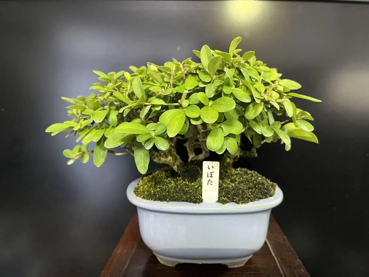 Ligustrum obtusifolium Canada Bonsai