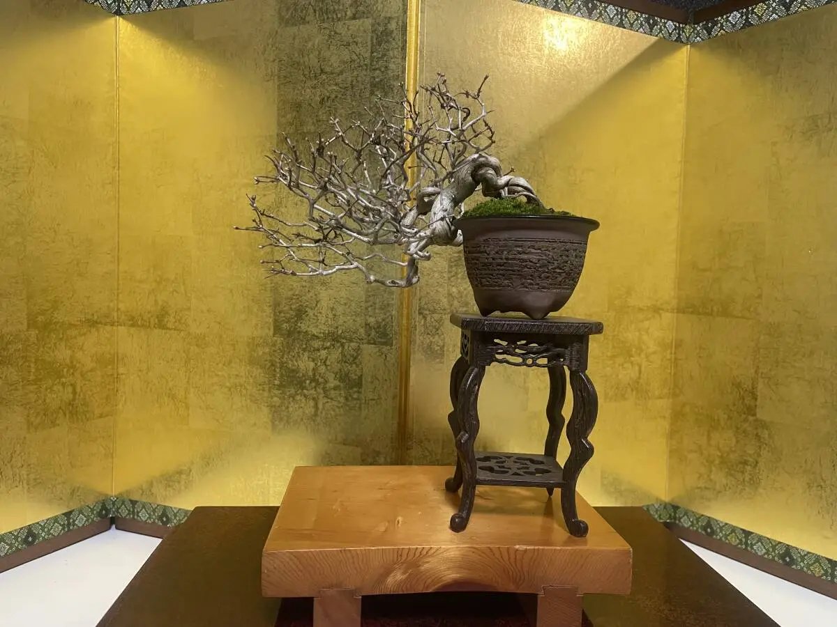 Lonicera Canada Bonsai