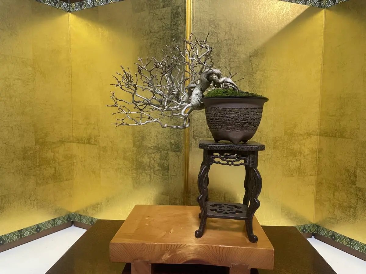 Lonicera Canada Bonsai