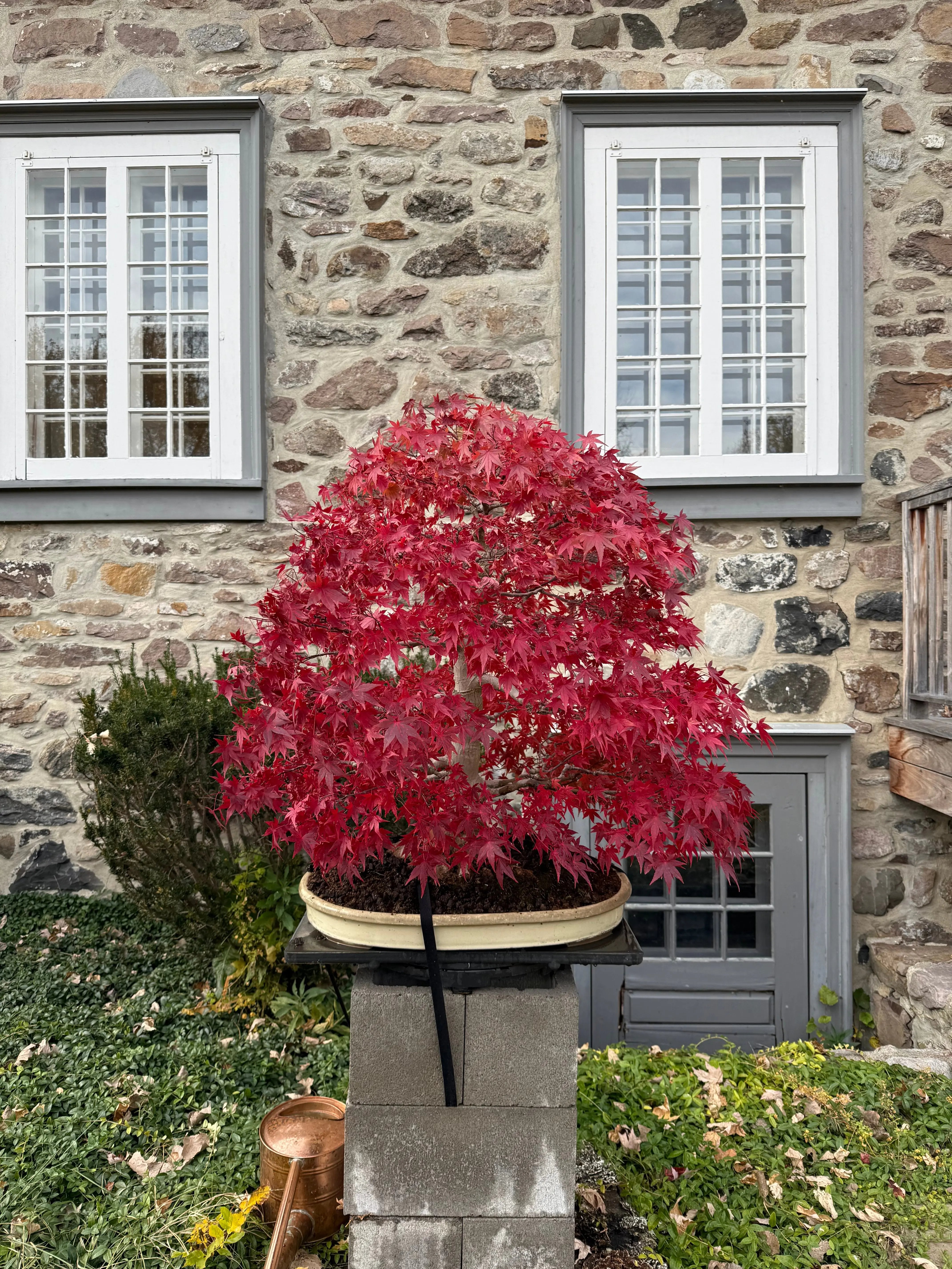 Acer palmatum Canada Bonsai