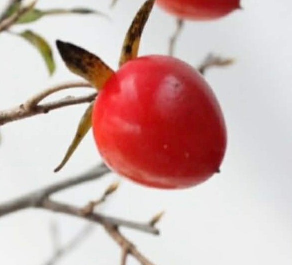 Diospyros rhombifolia (root cutting) 'Sekaiichi'