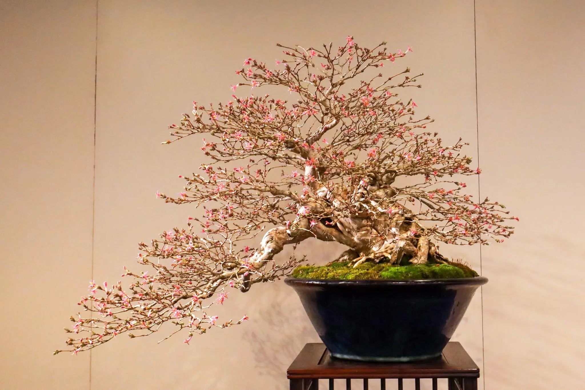 Uguisukagura Canada Bonsai