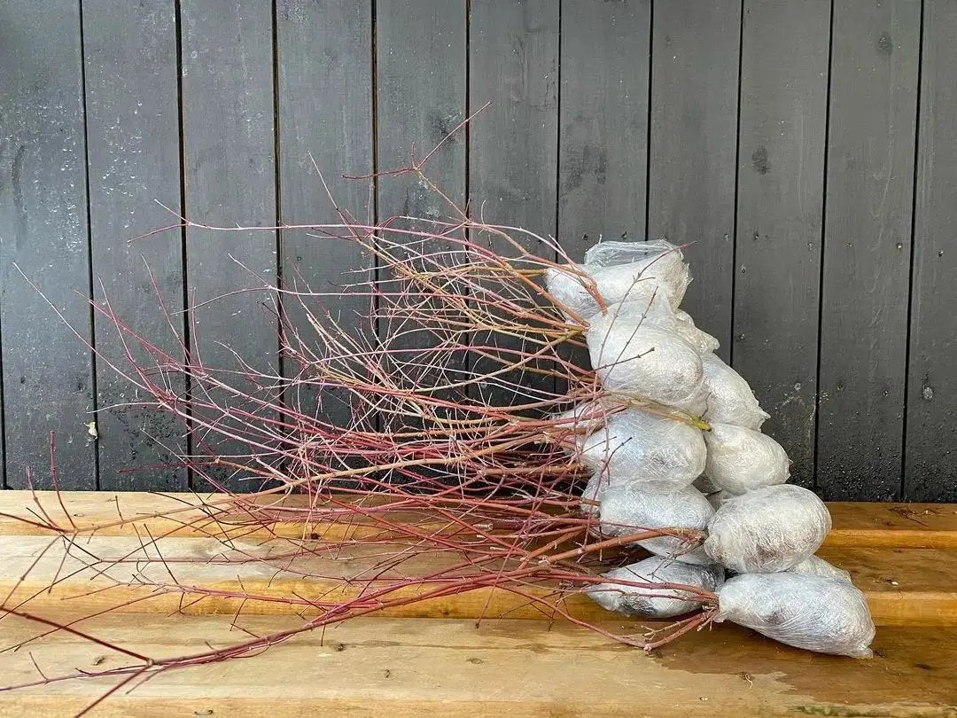 Acer palmatum 'Deshojo' (5 units) (2026) Canada Bonsai