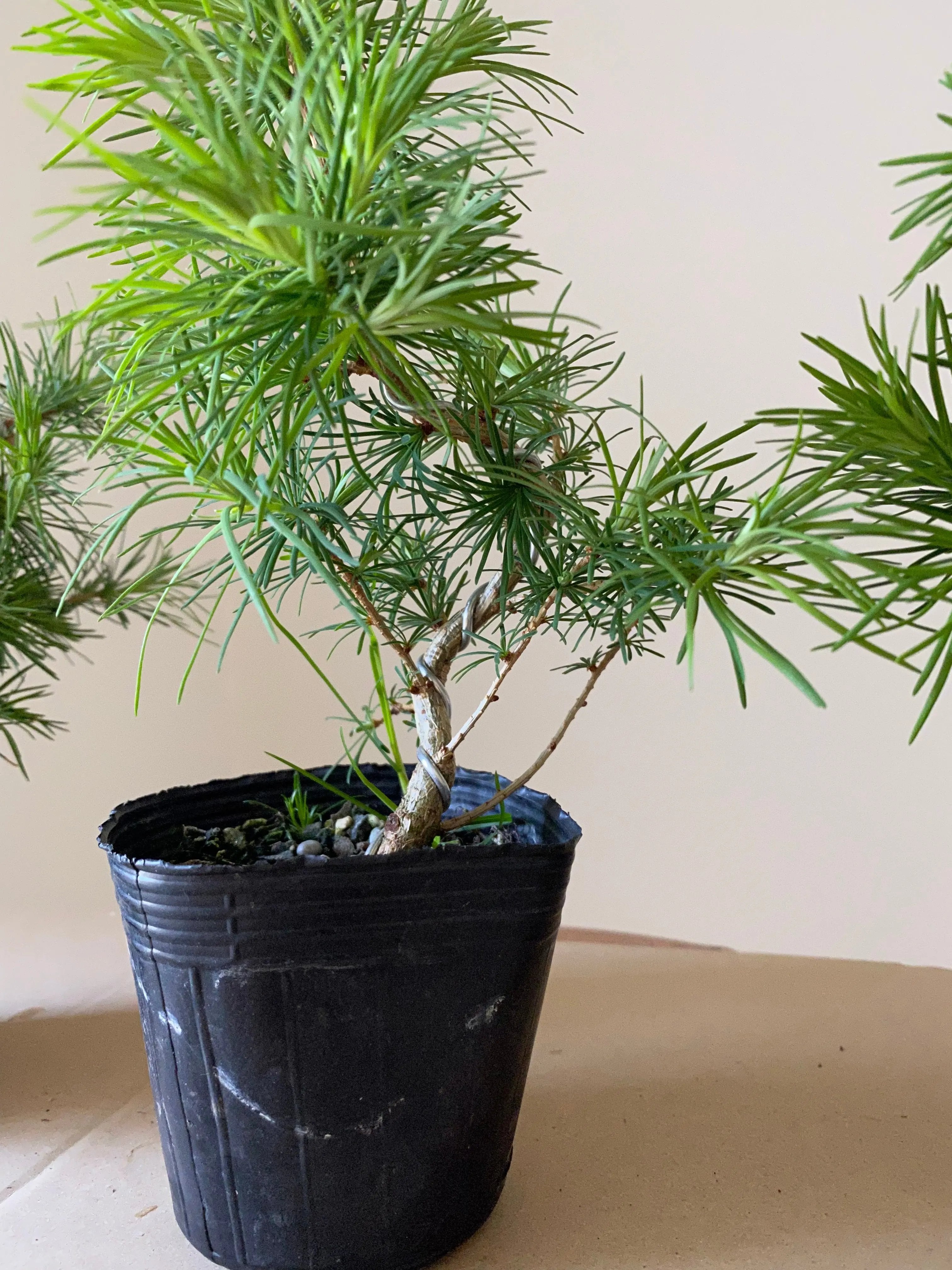 Japanese Larch Canada Bonsai