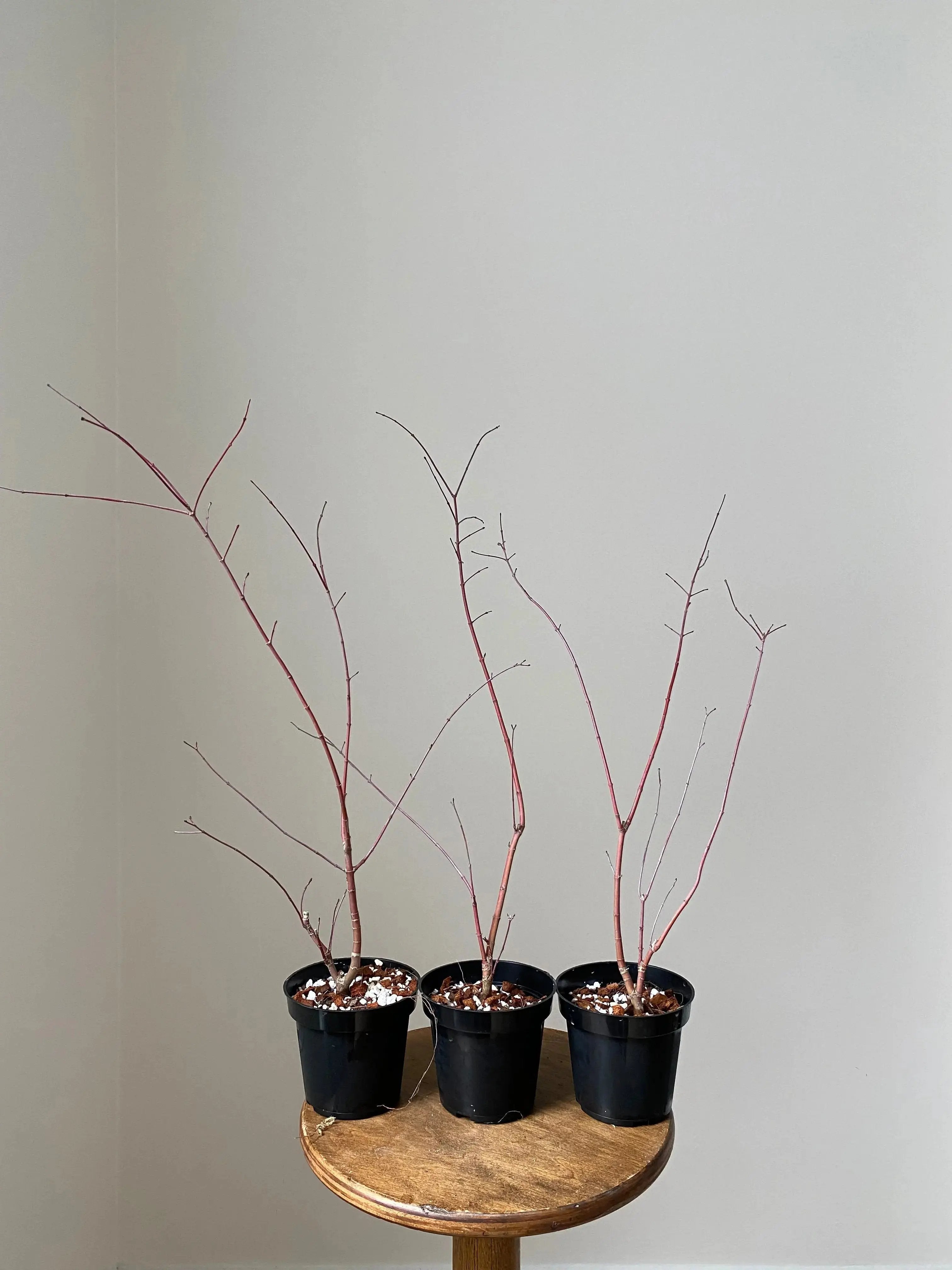 Acer palmatum 'Deshojo' (5 units) (2025)