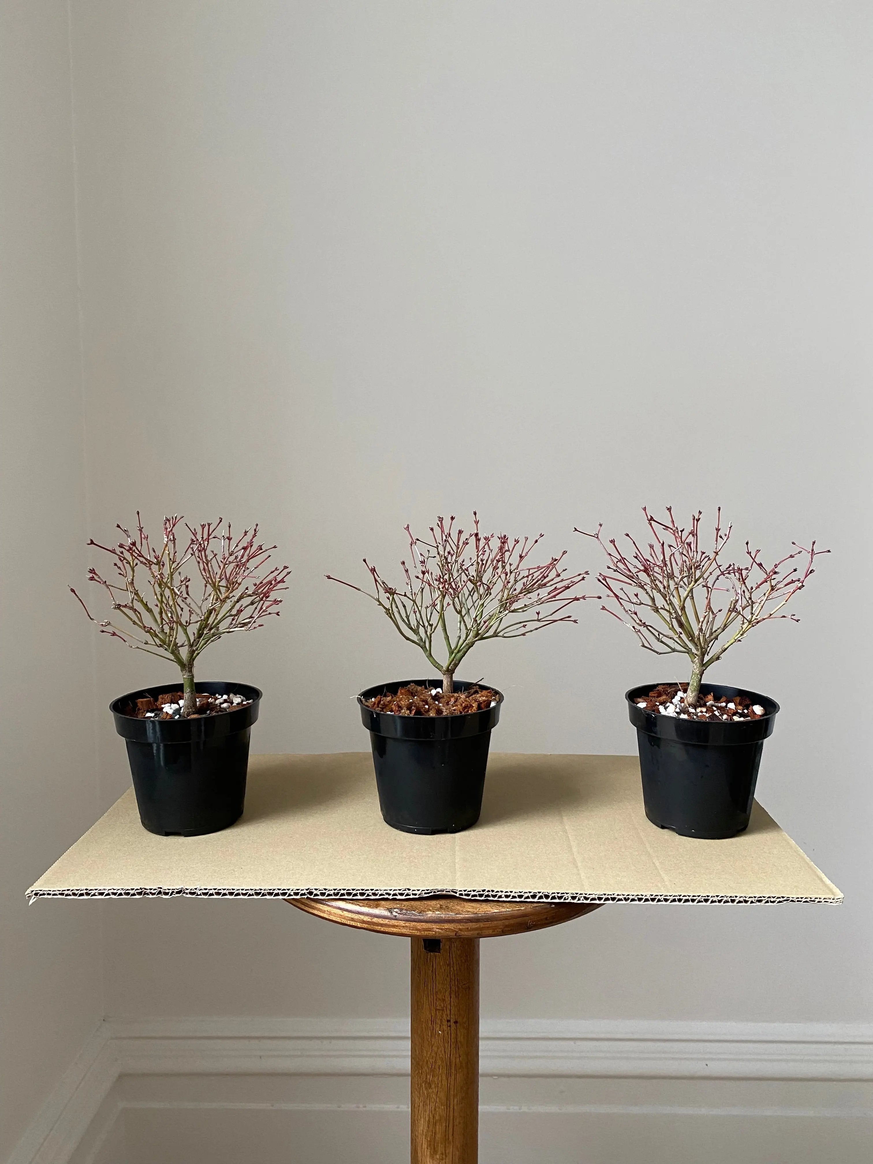 Japanese Maple 'Kiyo Hime' Canada Bonsai