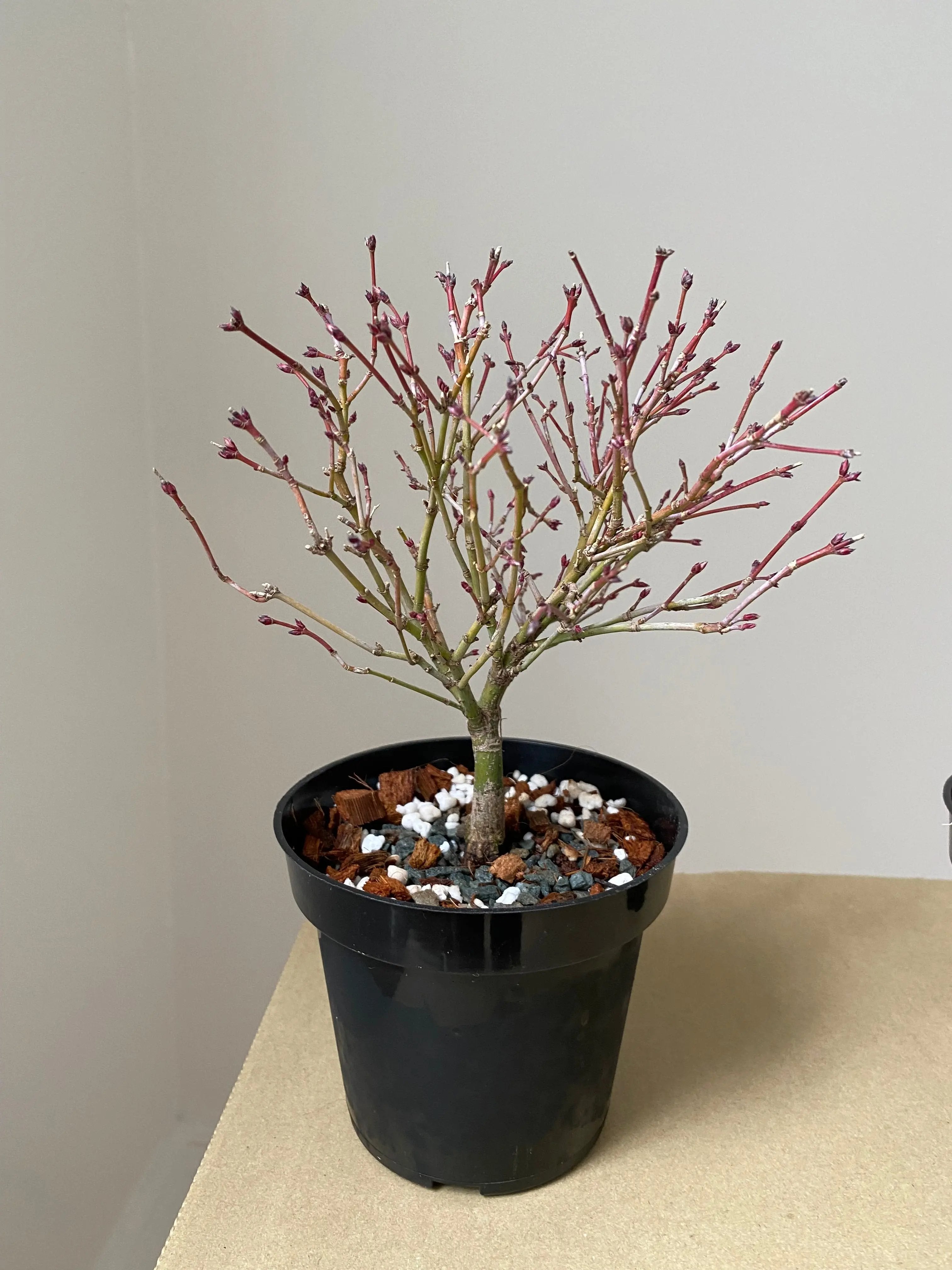 Japanese Maple 'Kiyo Hime' Canada Bonsai