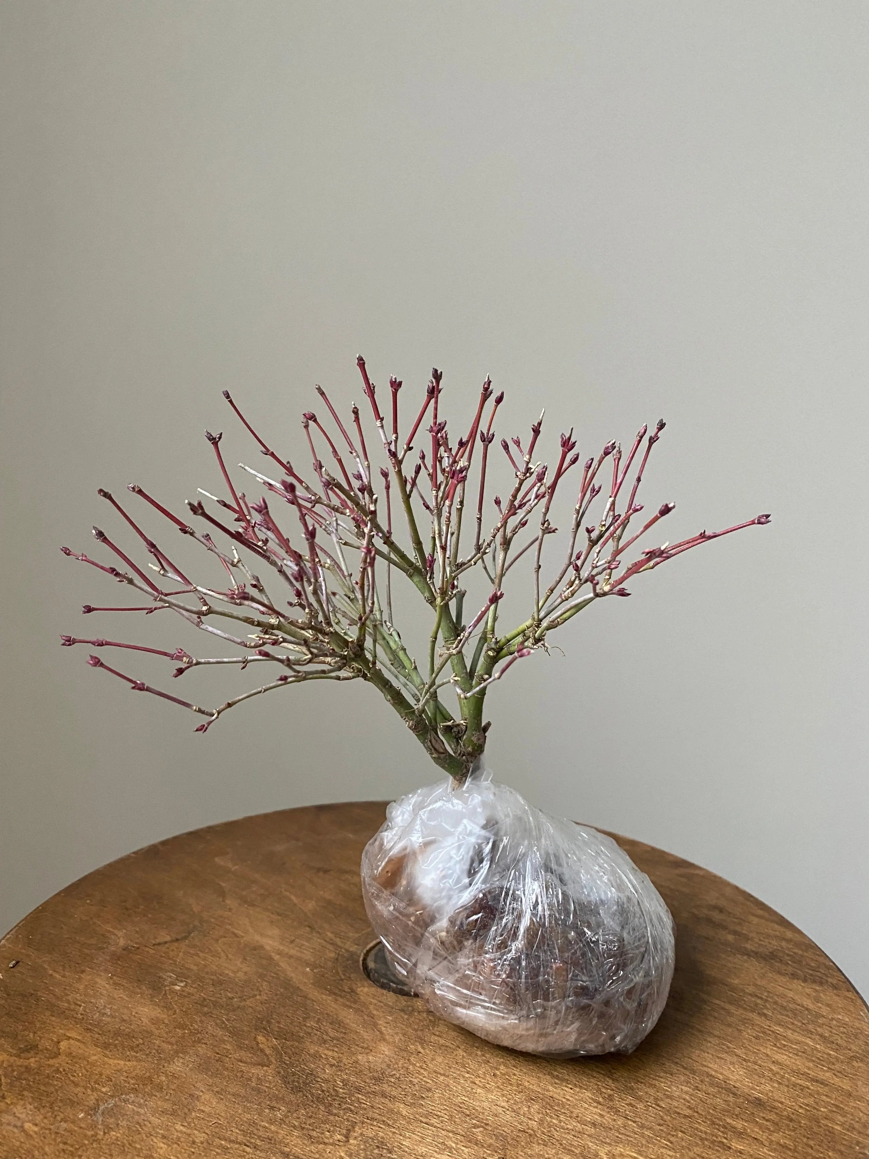 Japanese Maple 'Kiyo Hime' Canada Bonsai