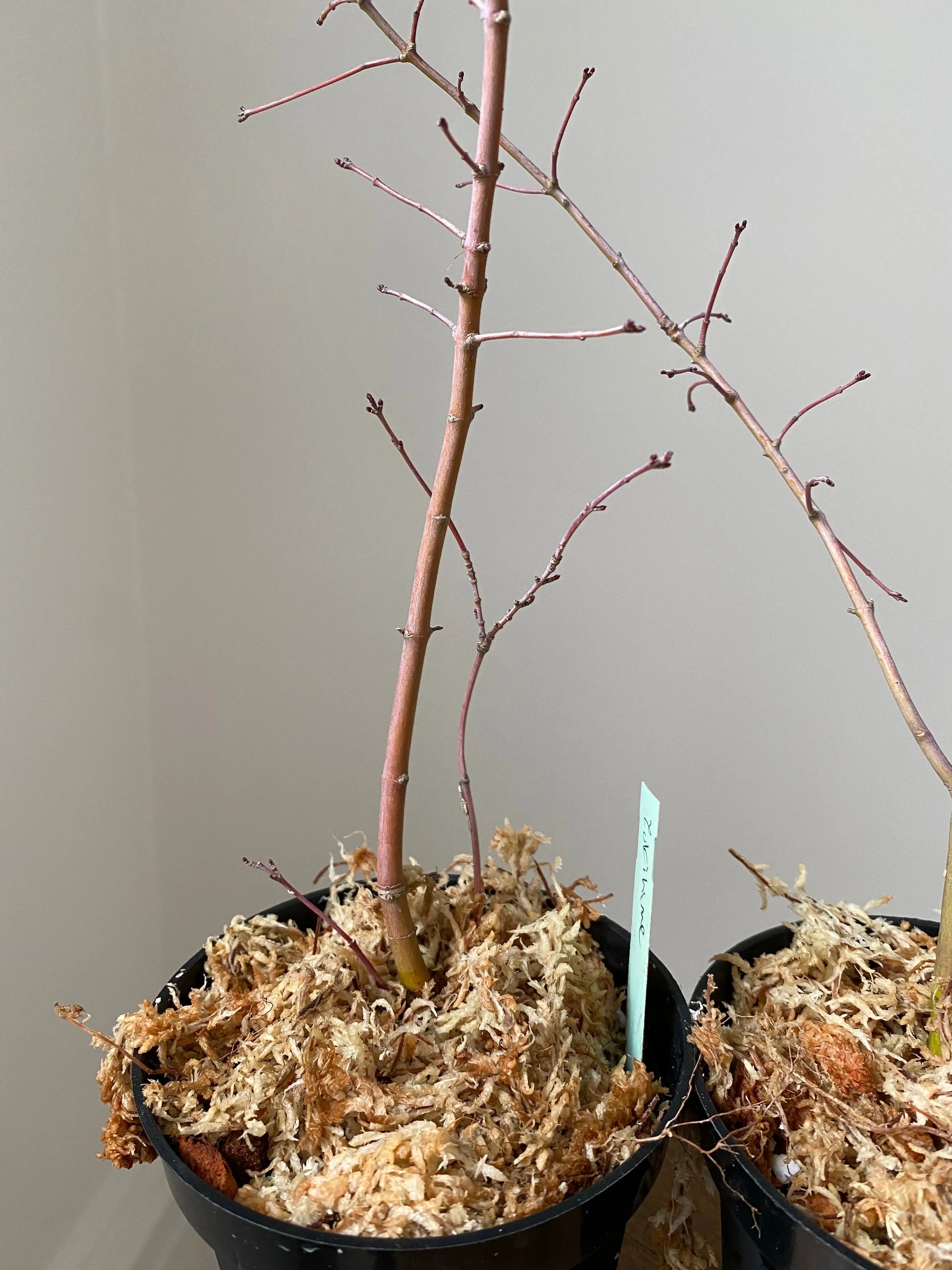 Japanese Maple 'Yuki Hime' Canada Bonsai