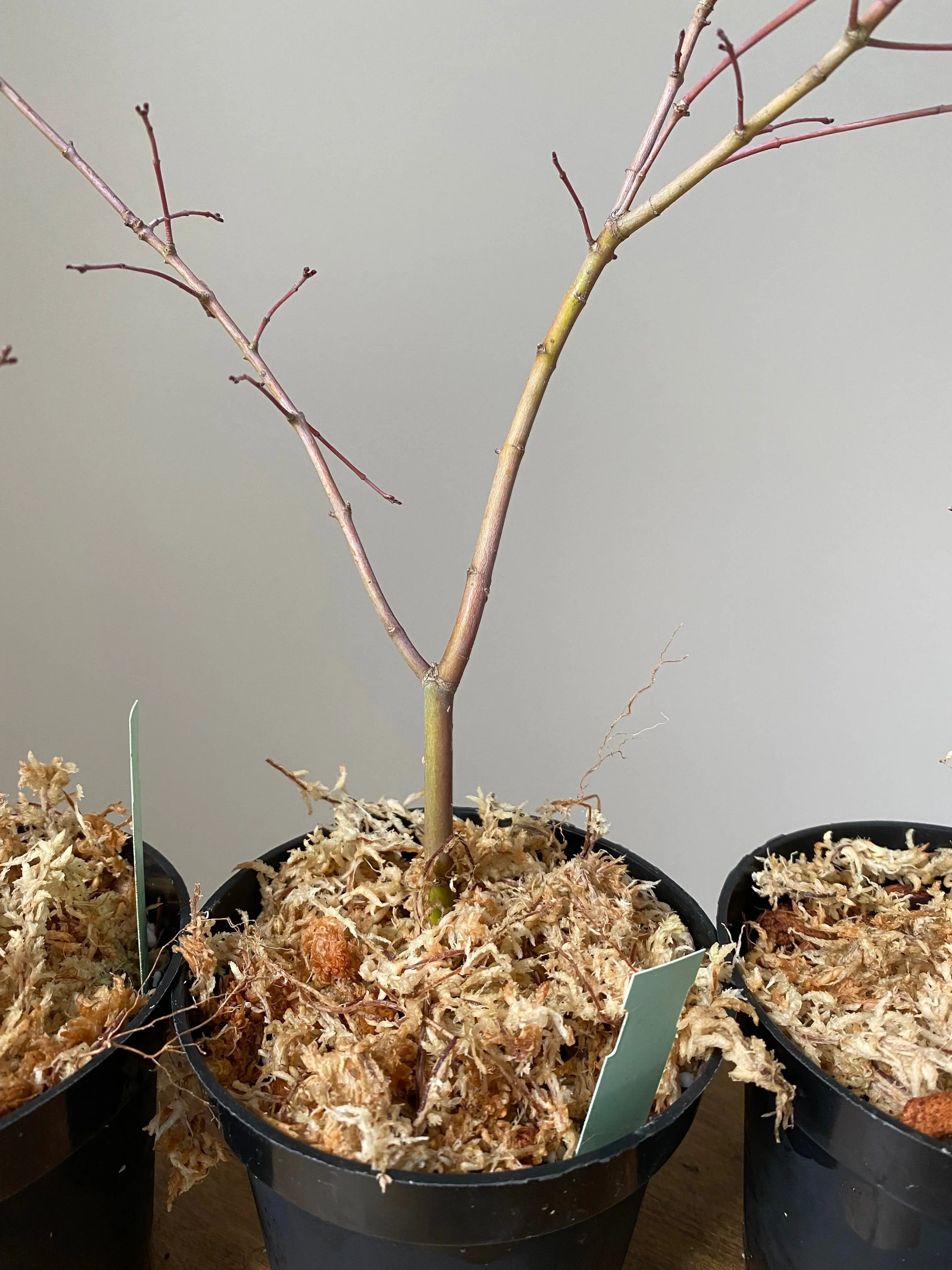 Japanese Maple 'Yuki Hime' Canada Bonsai