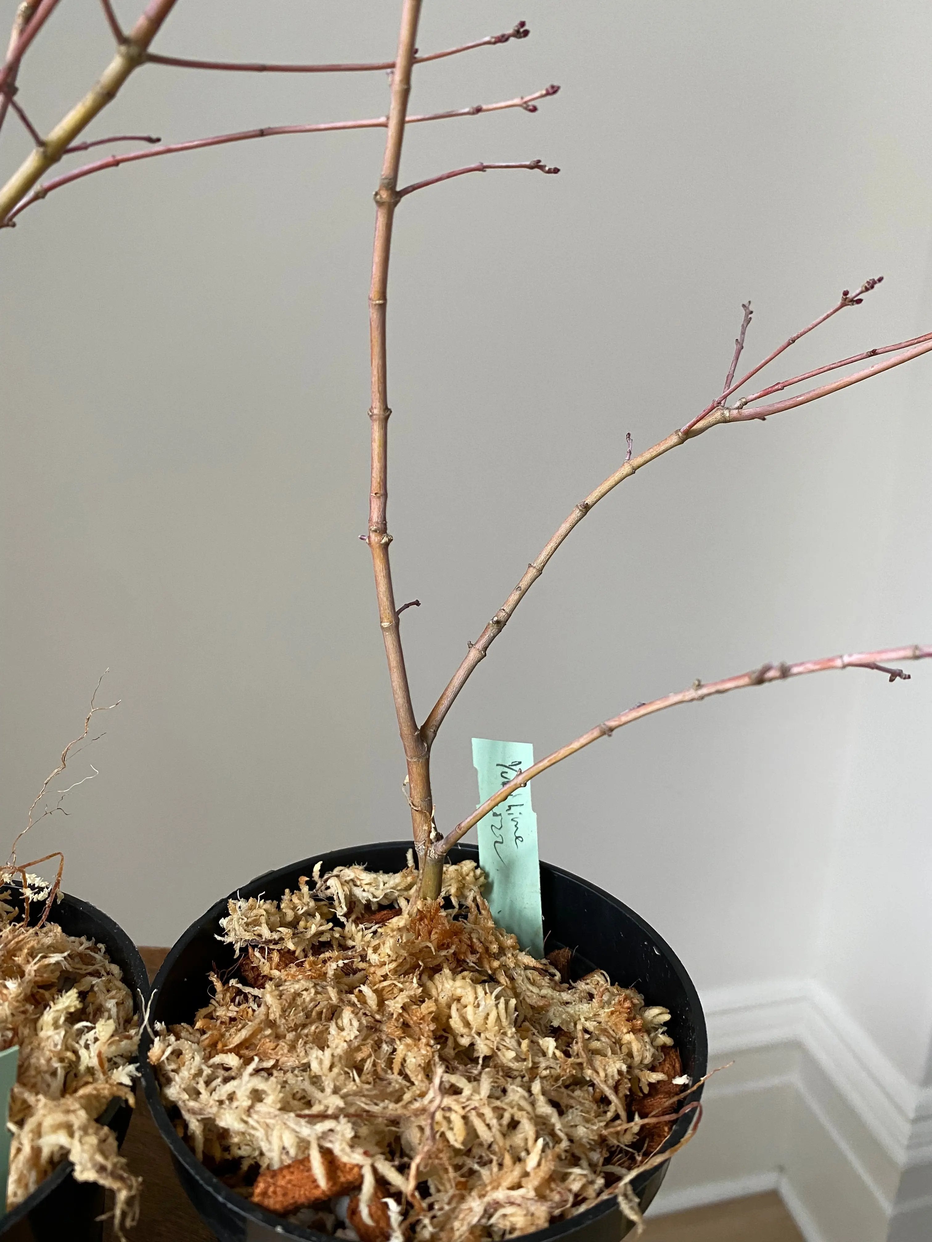 Japanese Maple 'Yuki Hime' Canada Bonsai