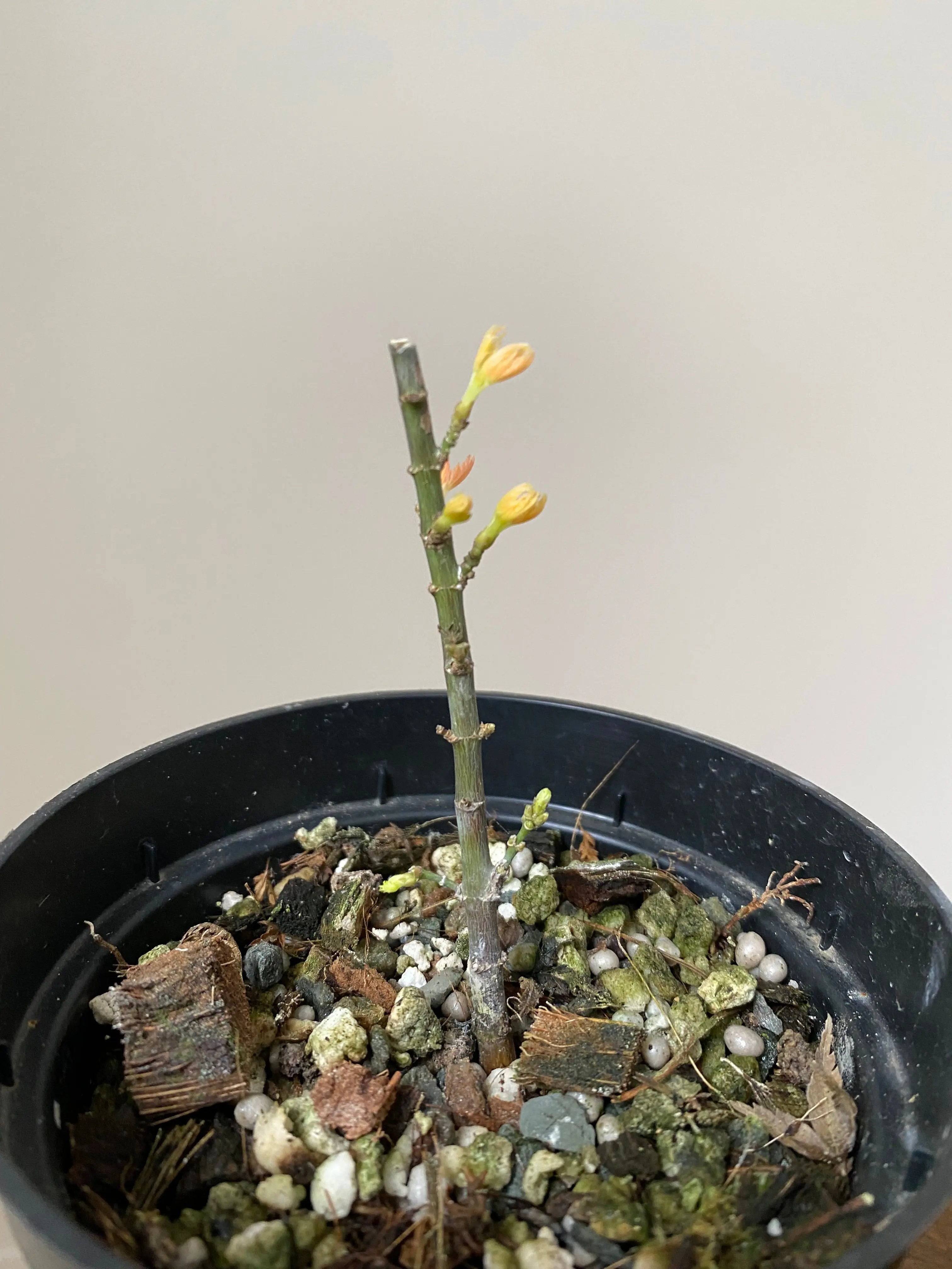 Japanese Maple 'Koto Hime' Canada Bonsai