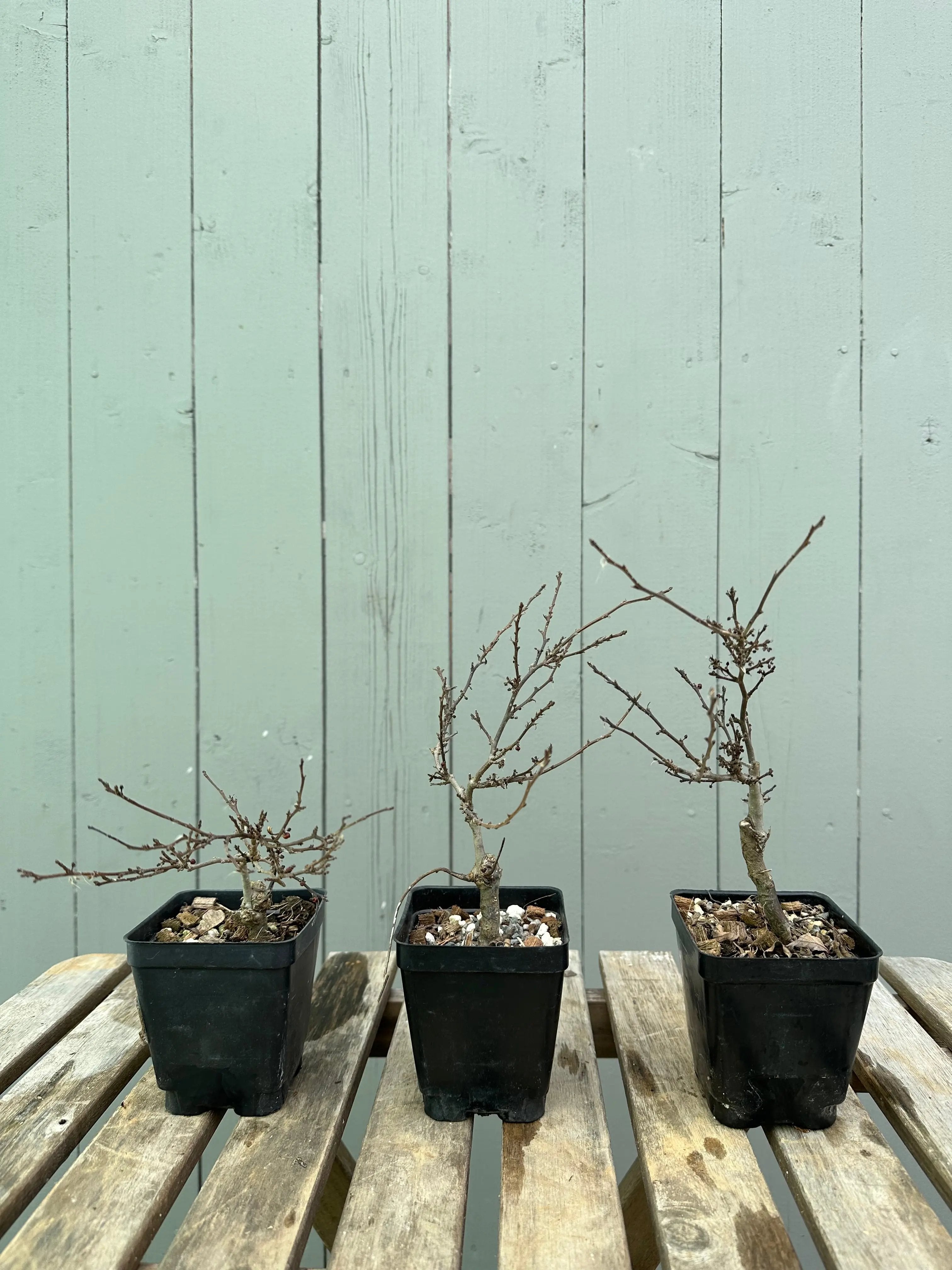 Winterberry 'Koshobai' Canada Bonsai