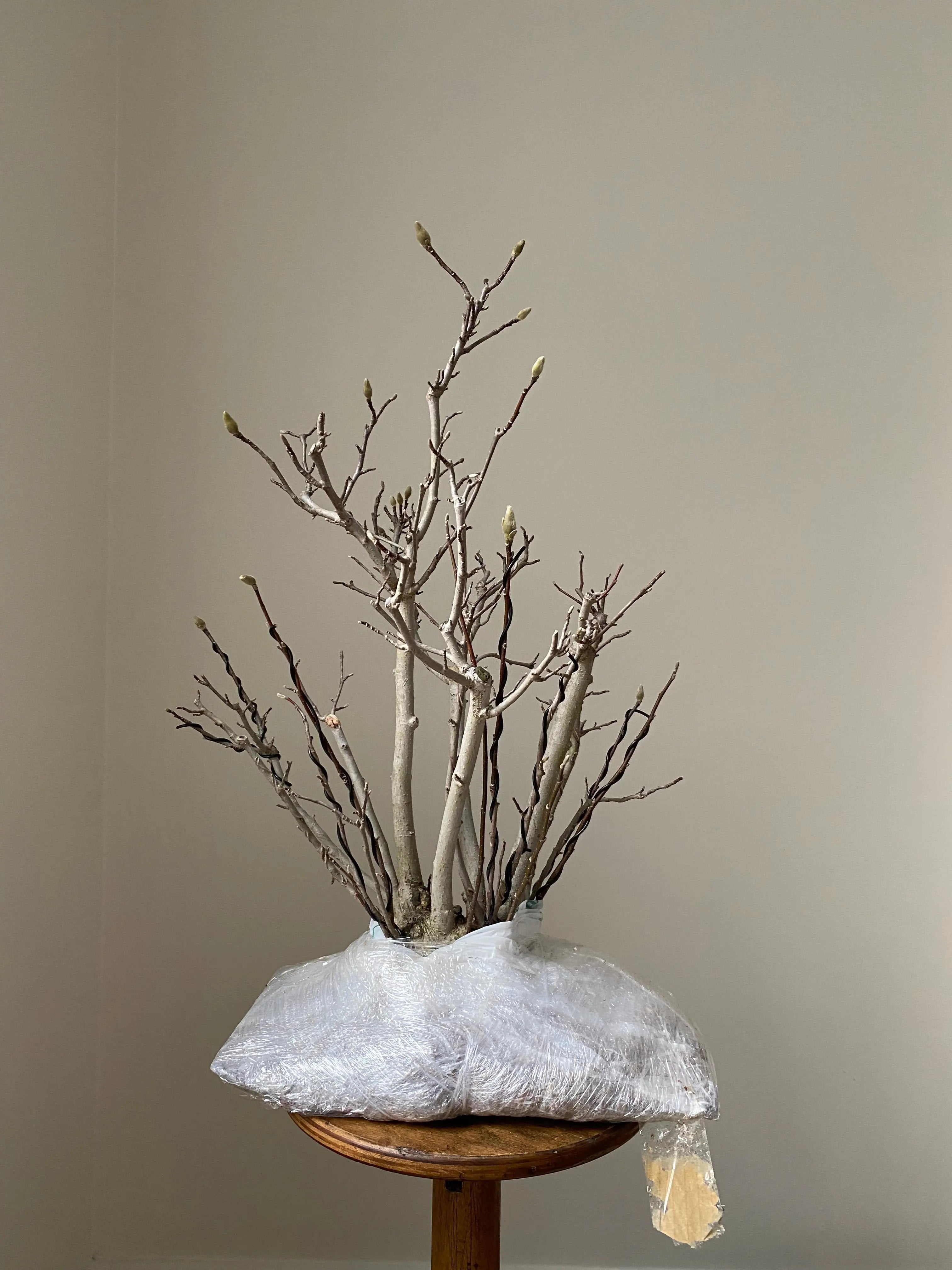 Magnolia (Karasu) Canada Bonsai