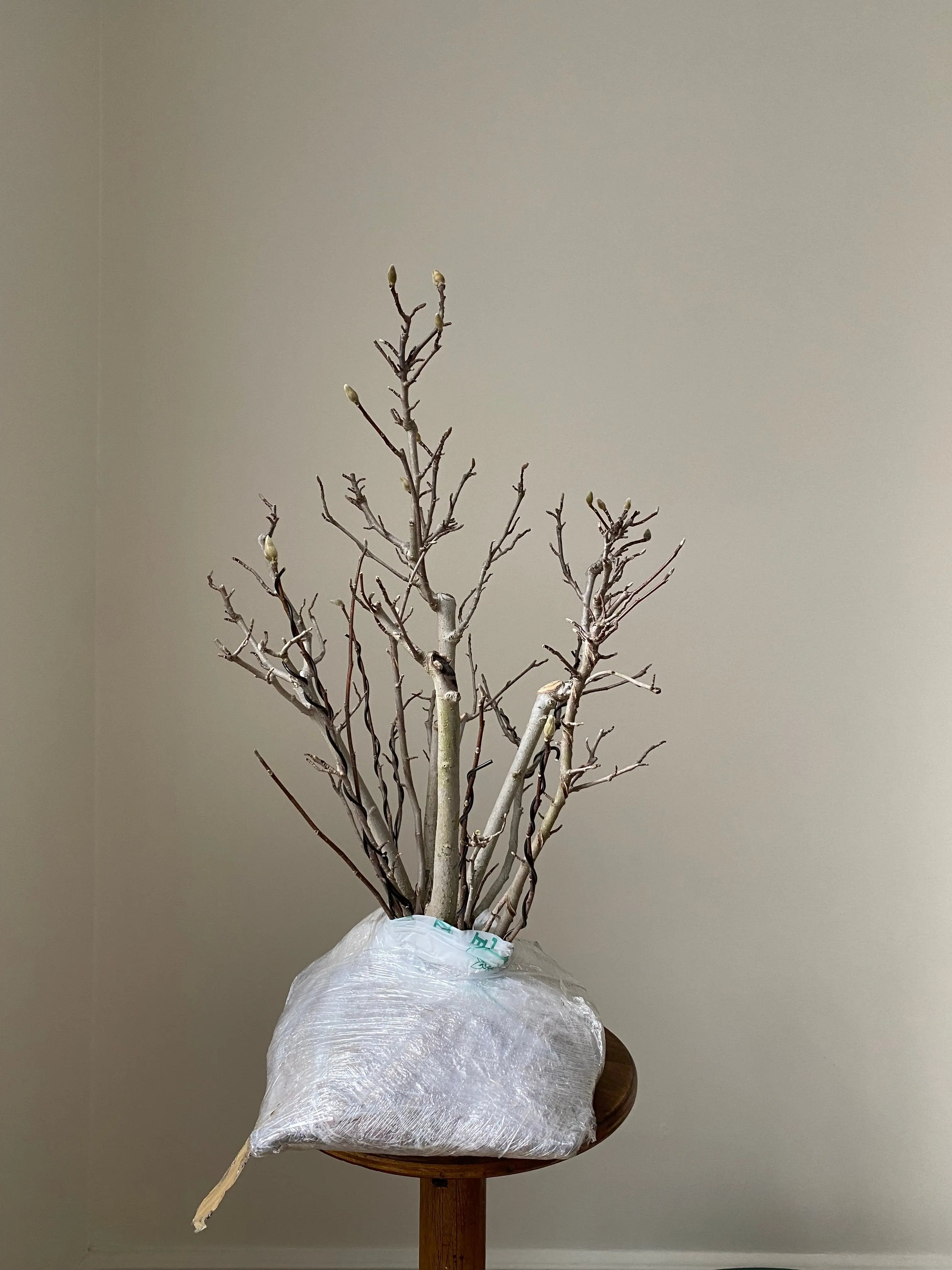 Magnolia (Karasu) Canada Bonsai