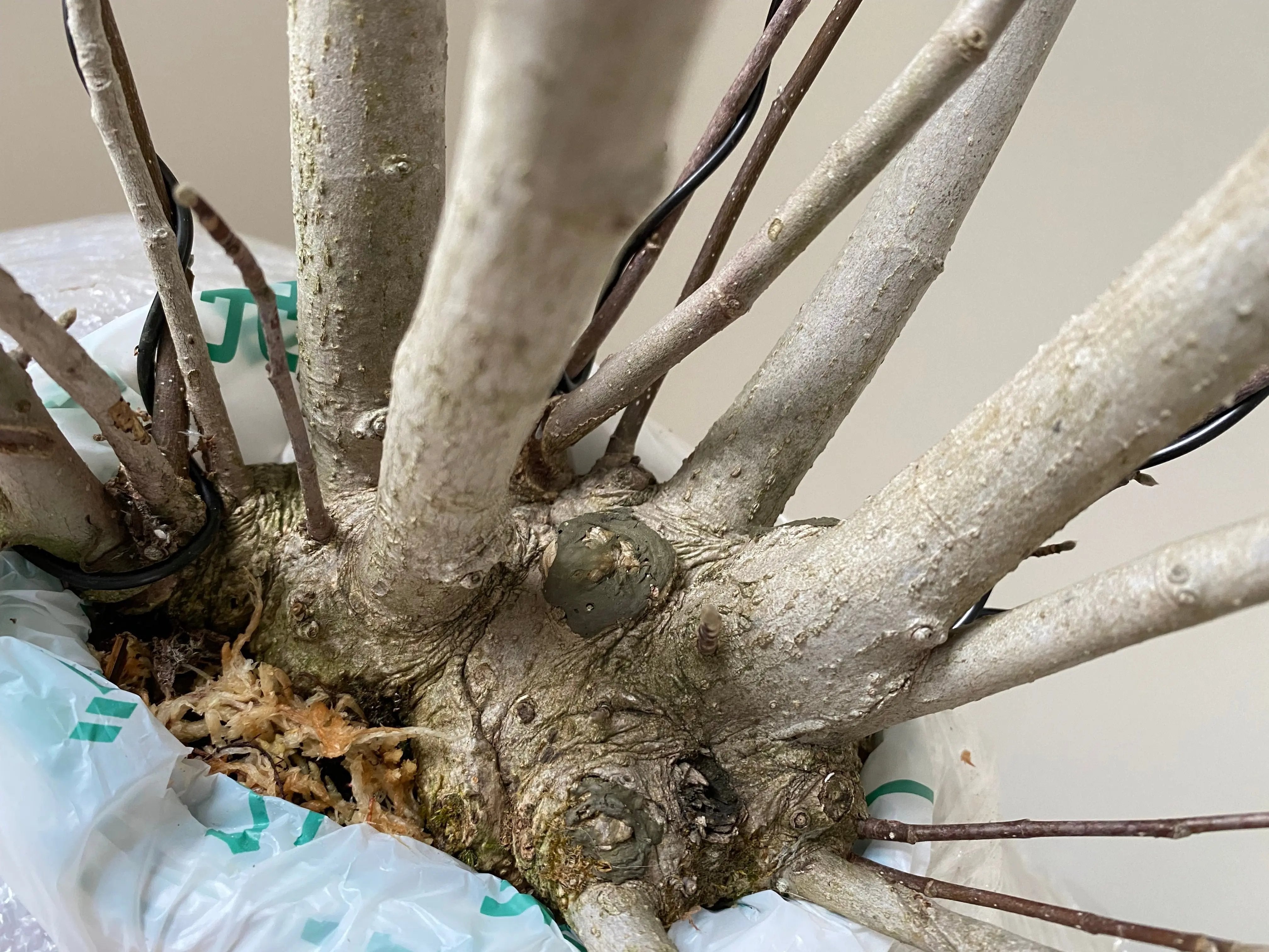 Magnolia (Karasu) Canada Bonsai