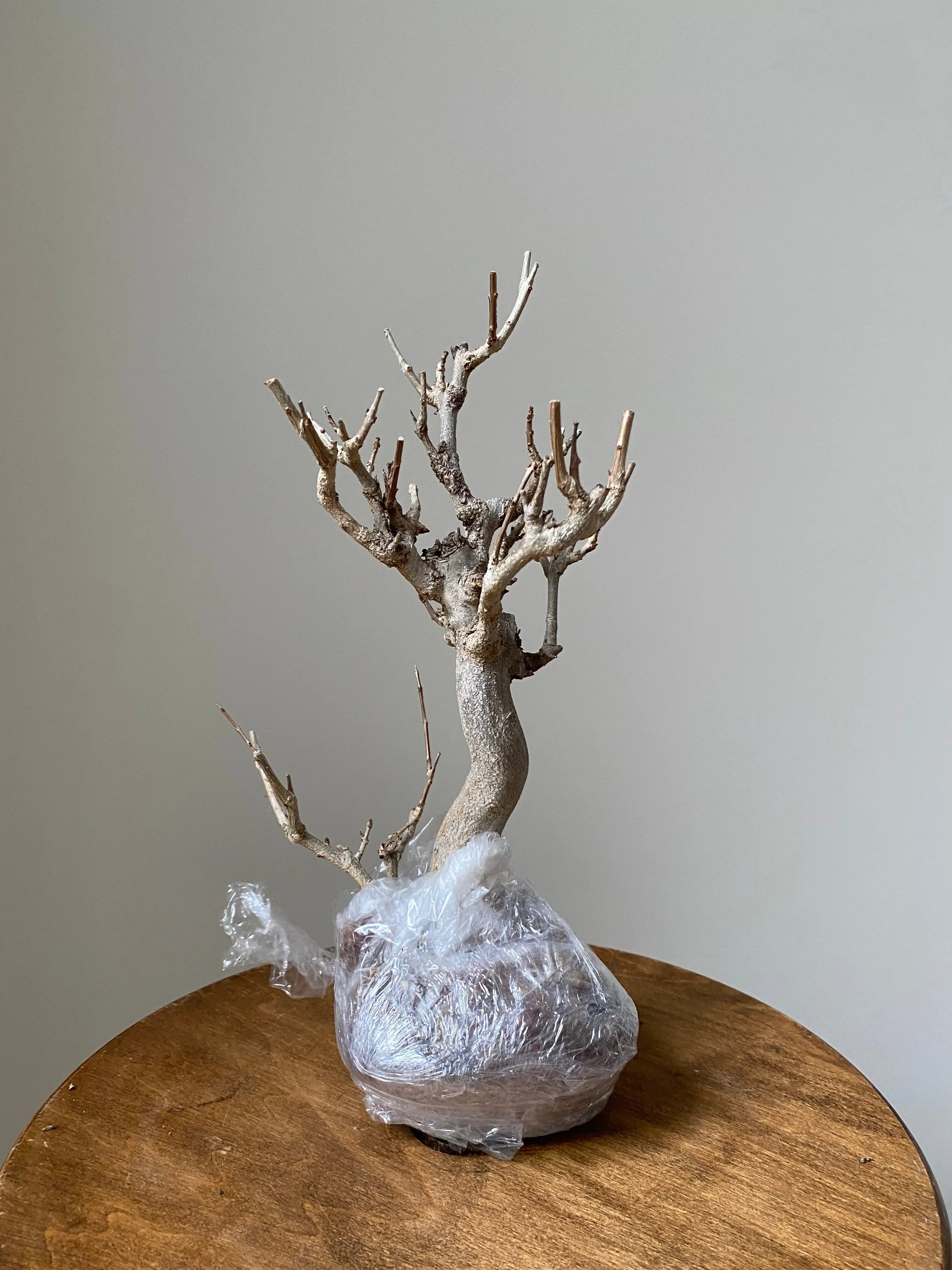 Pomegranate Neji-Kan Canada Bonsai