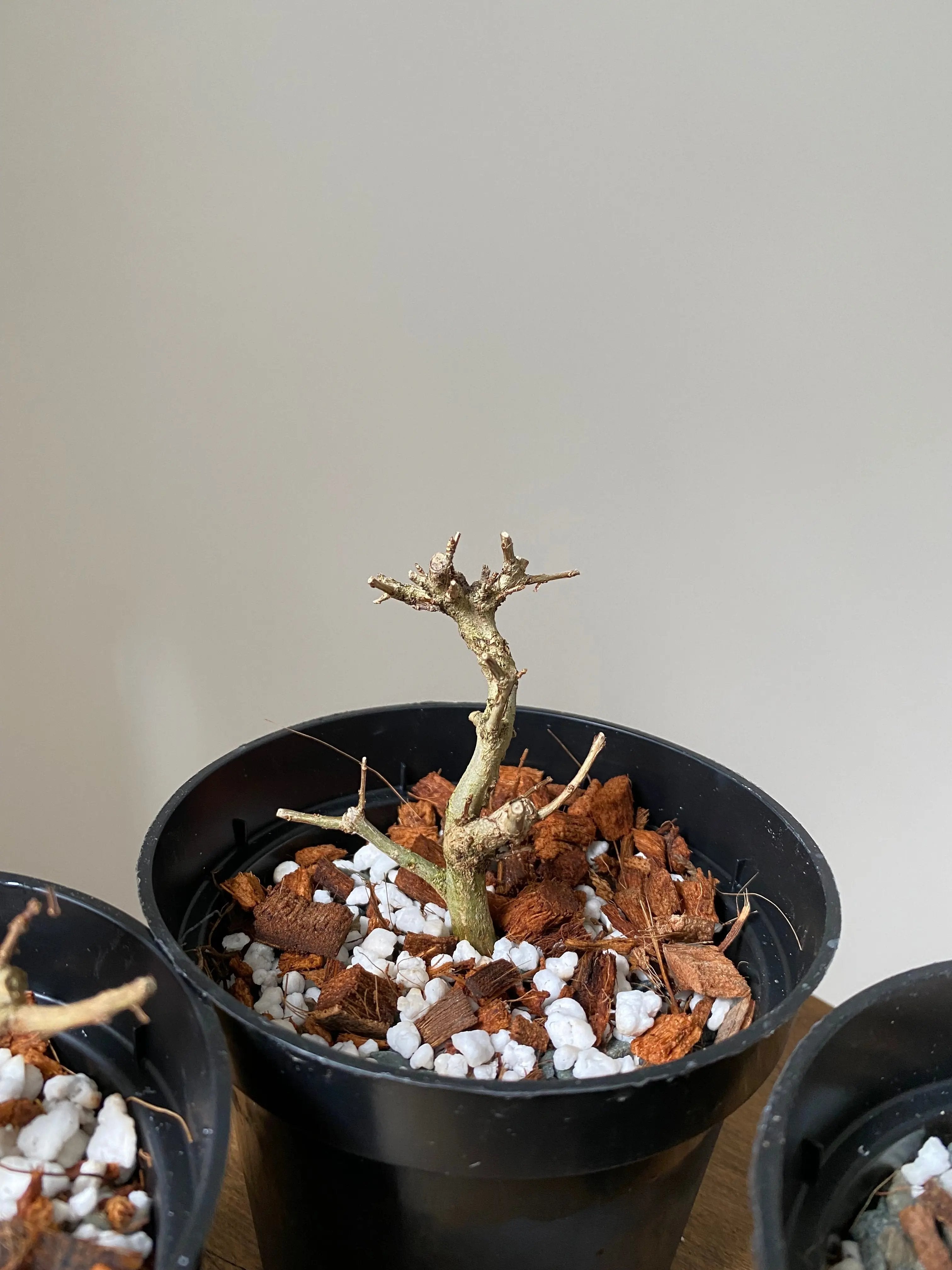 Pomegranate Neji-Kan Canada Bonsai