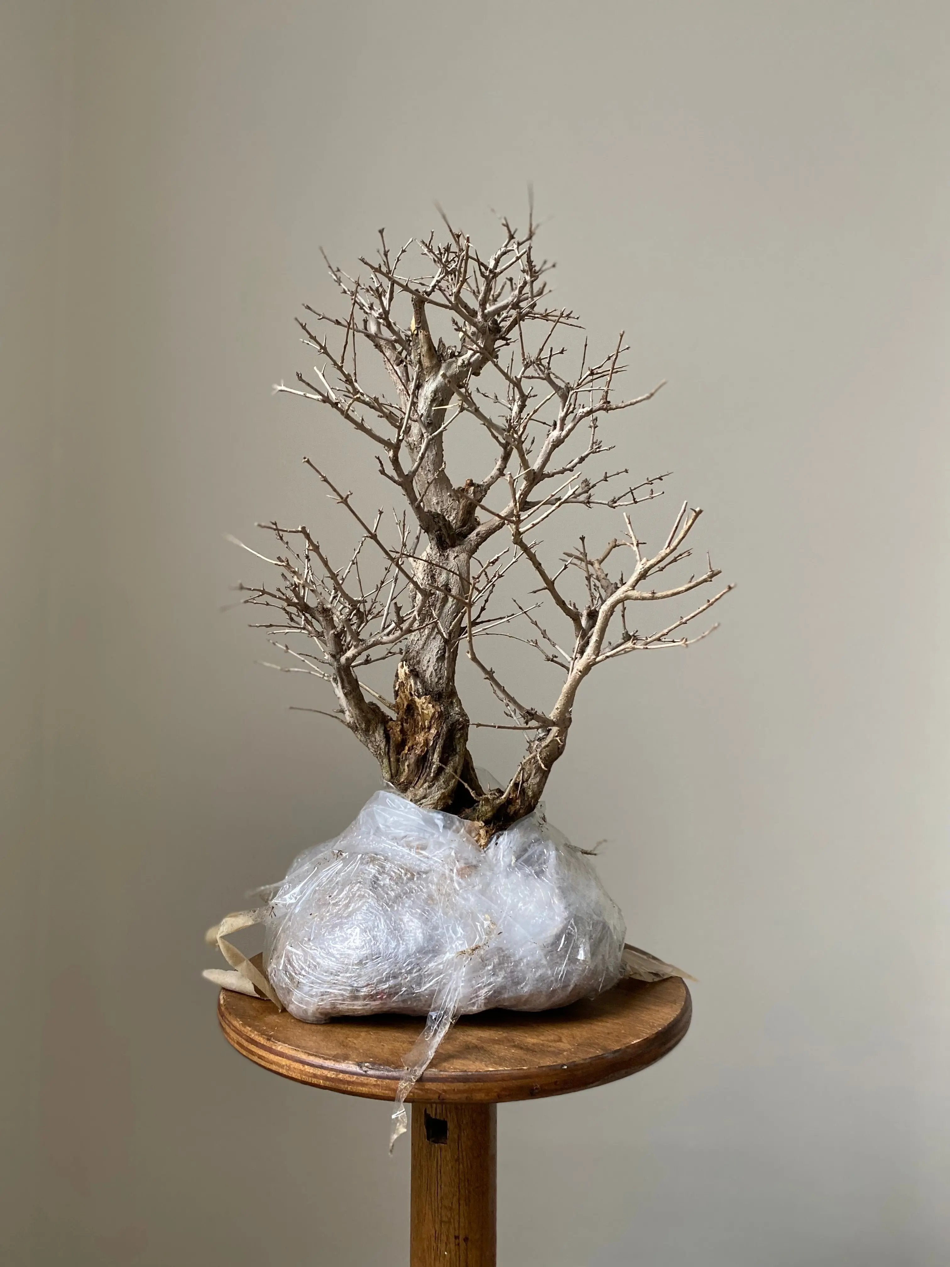 Pomegranate Neji-Kan Canada Bonsai