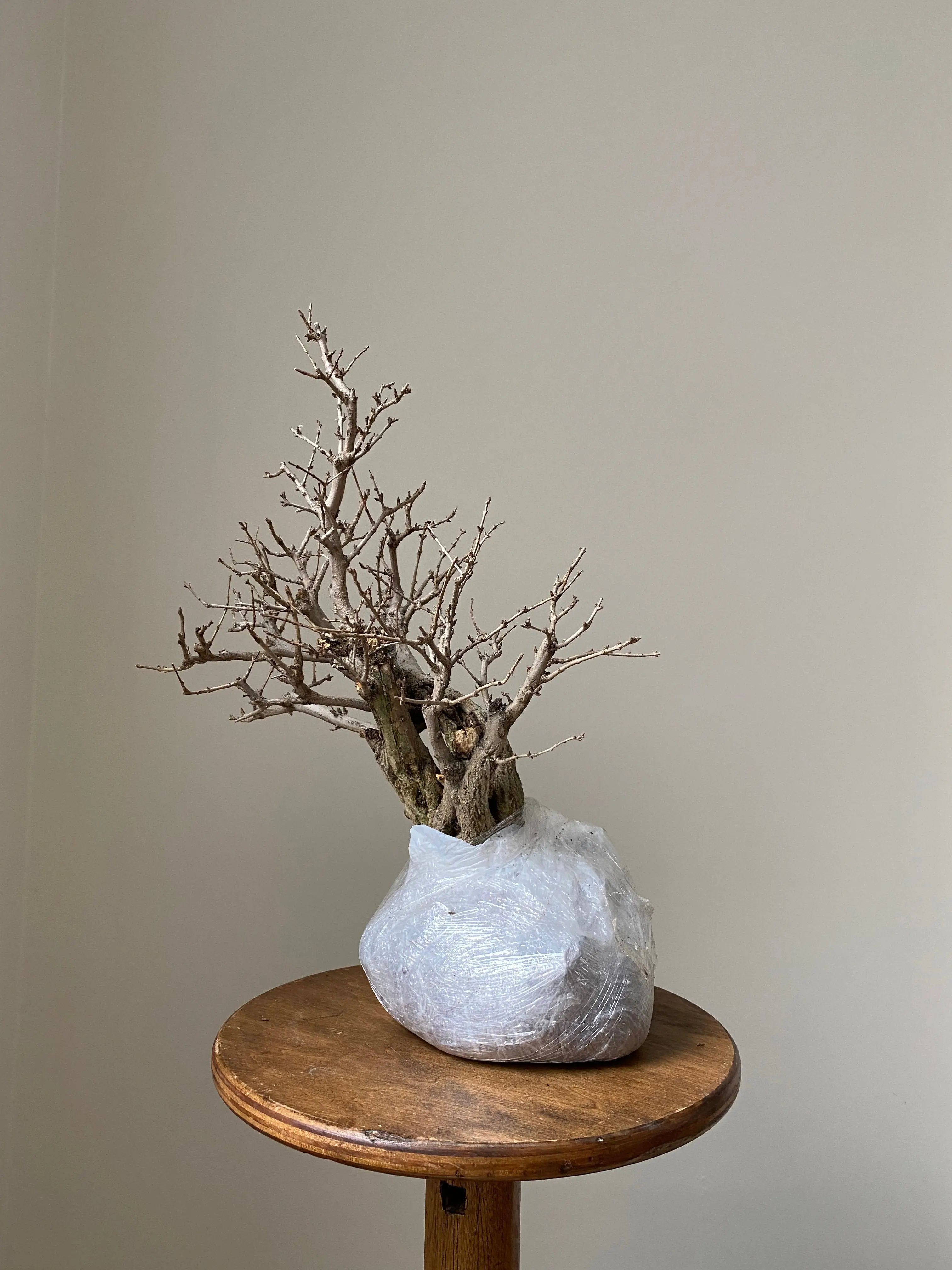 Pomegranate Neji-Kan Canada Bonsai