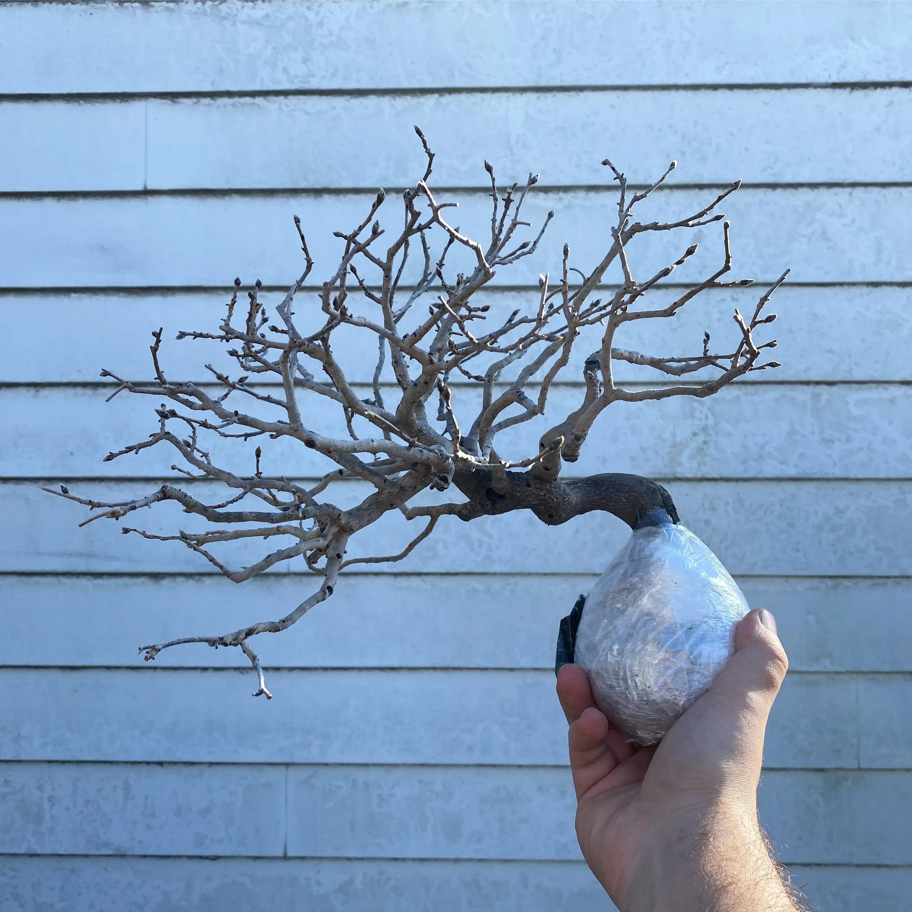 Persimmon Canada Bonsai