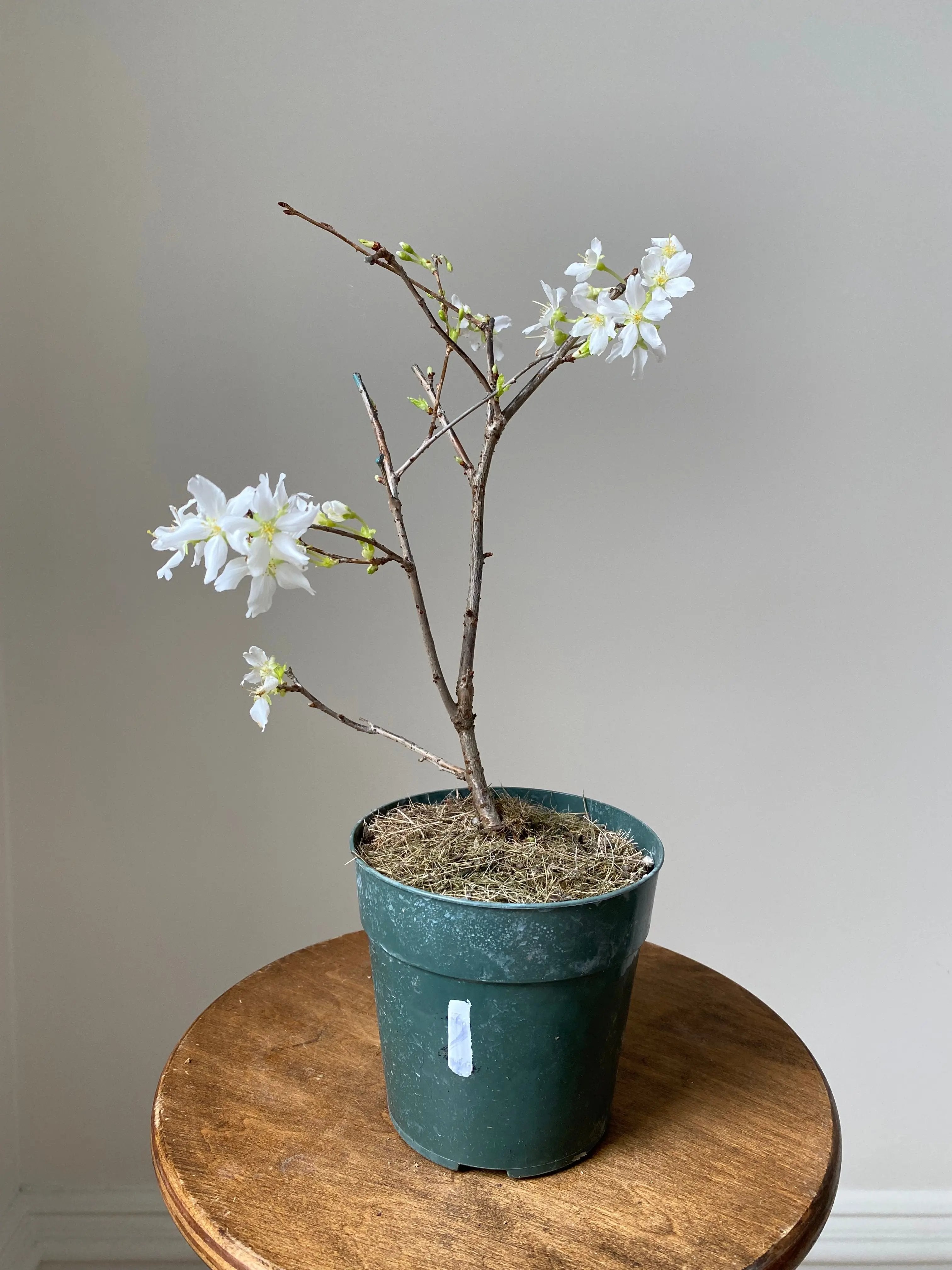 Japanese Cherry Canada Bonsai