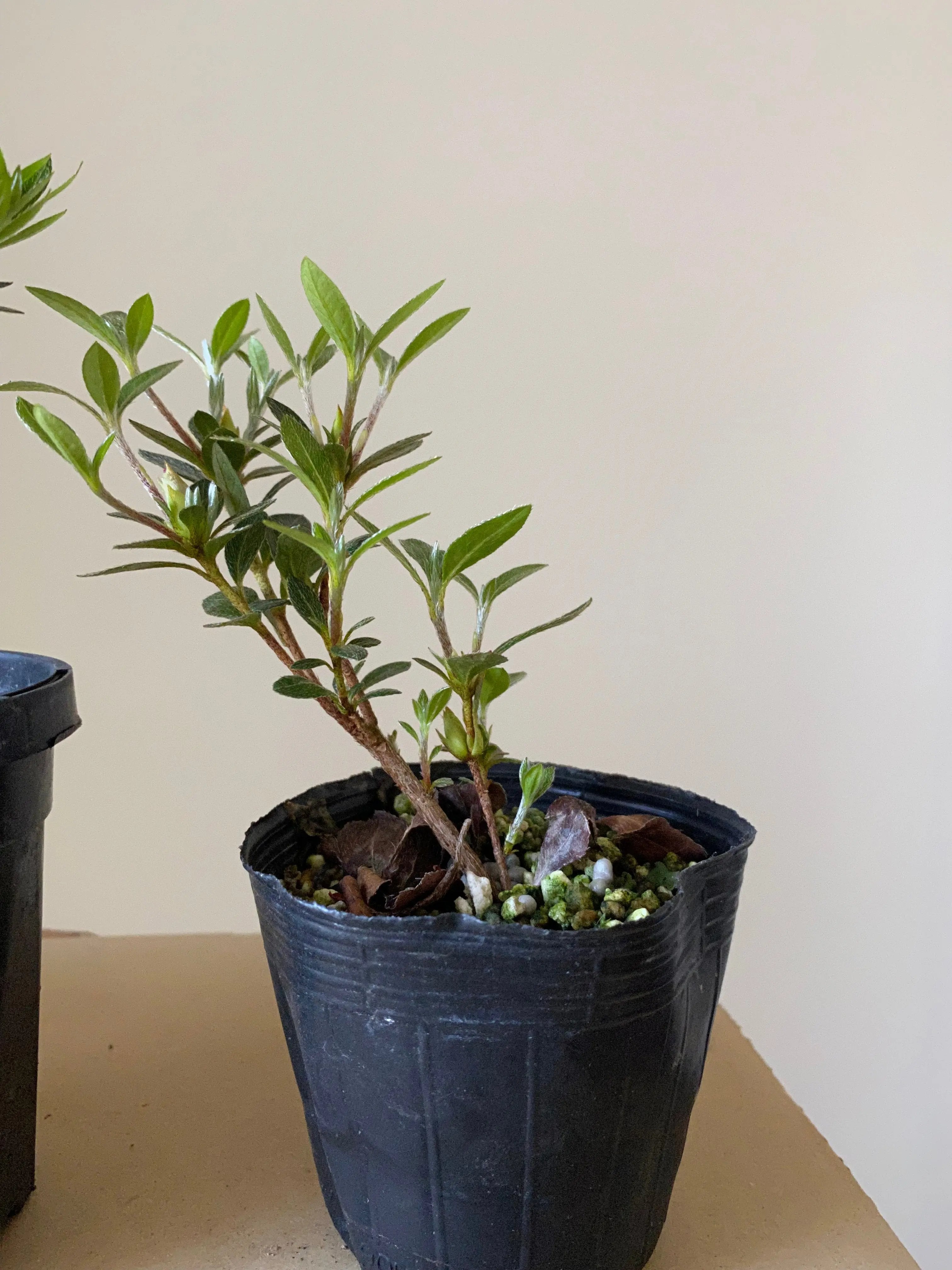 Satsuki Azalea Canada Bonsai