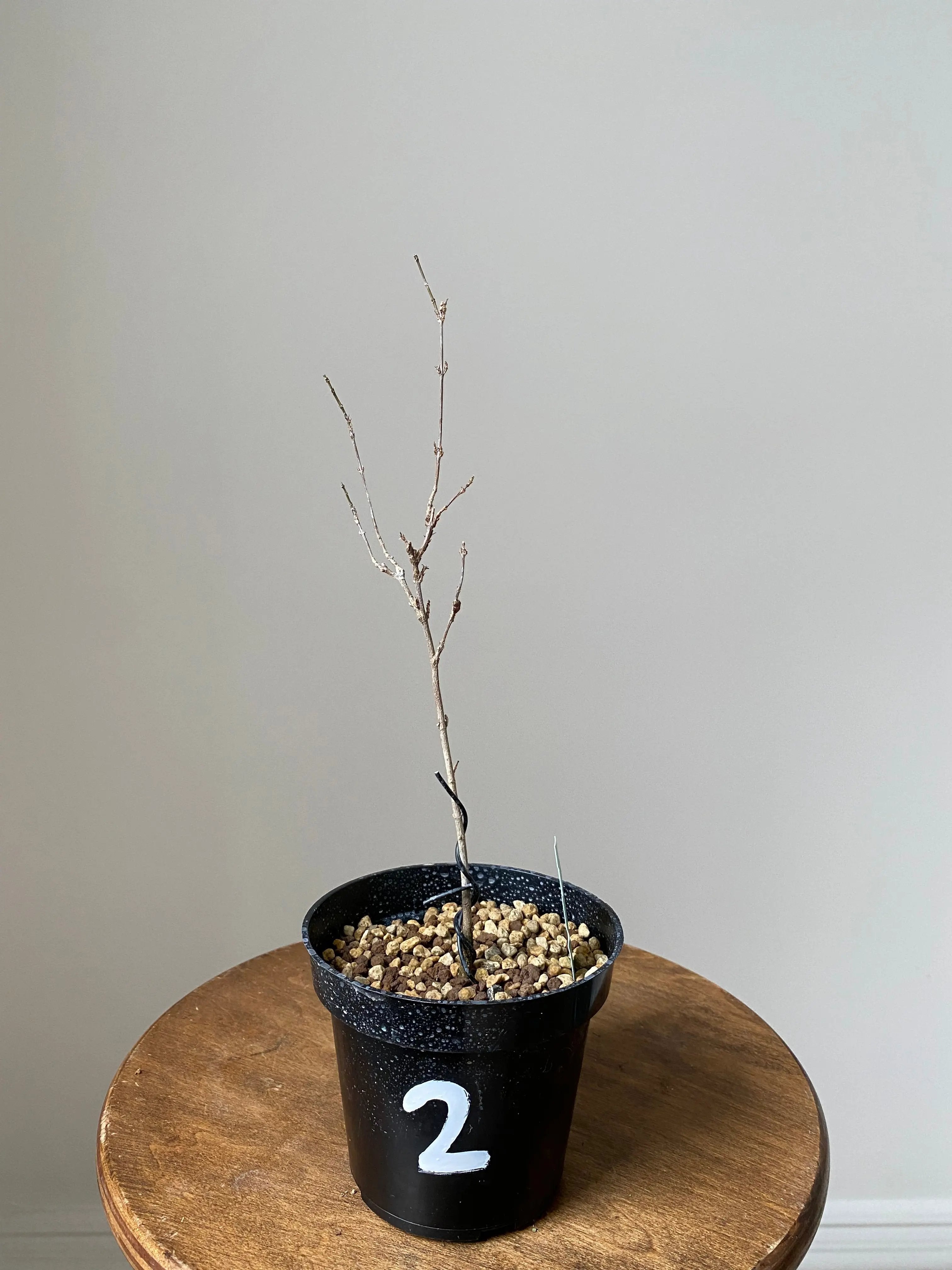 Trident Maple 'Fuyo-En' Canada Bonsai