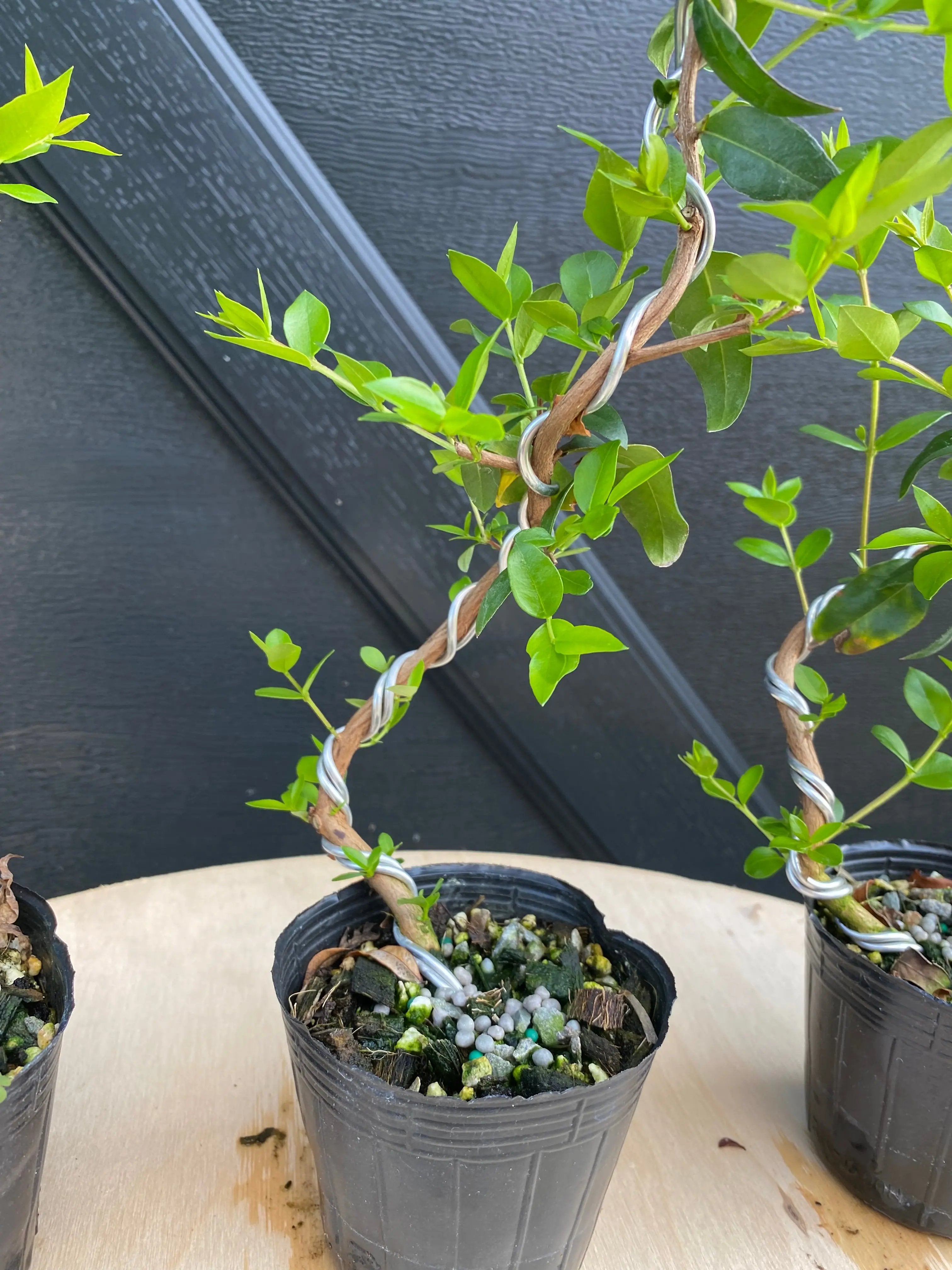 Myrtle Canada Bonsai