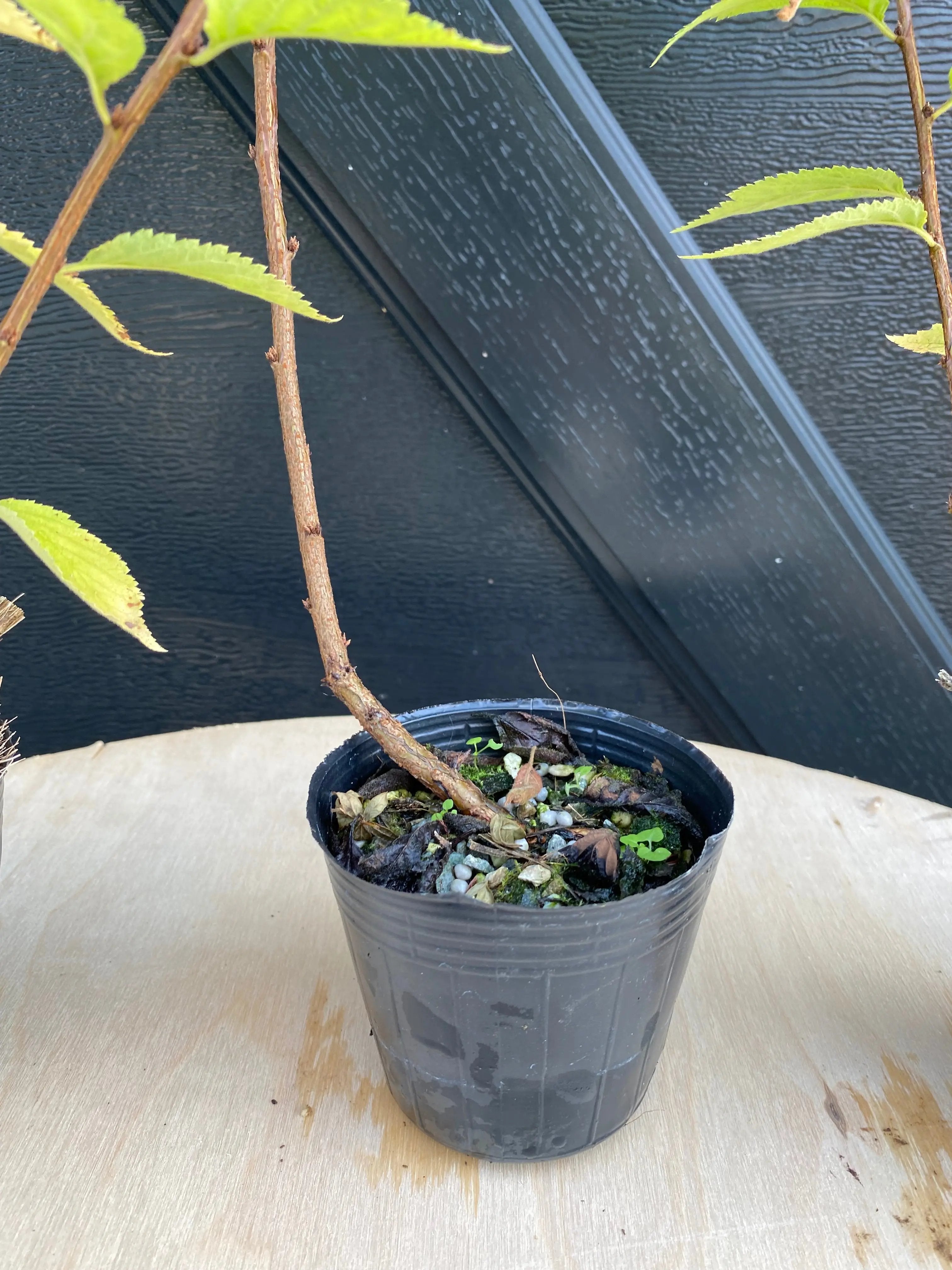 Cherry (P. tomentosa) Canada Bonsai