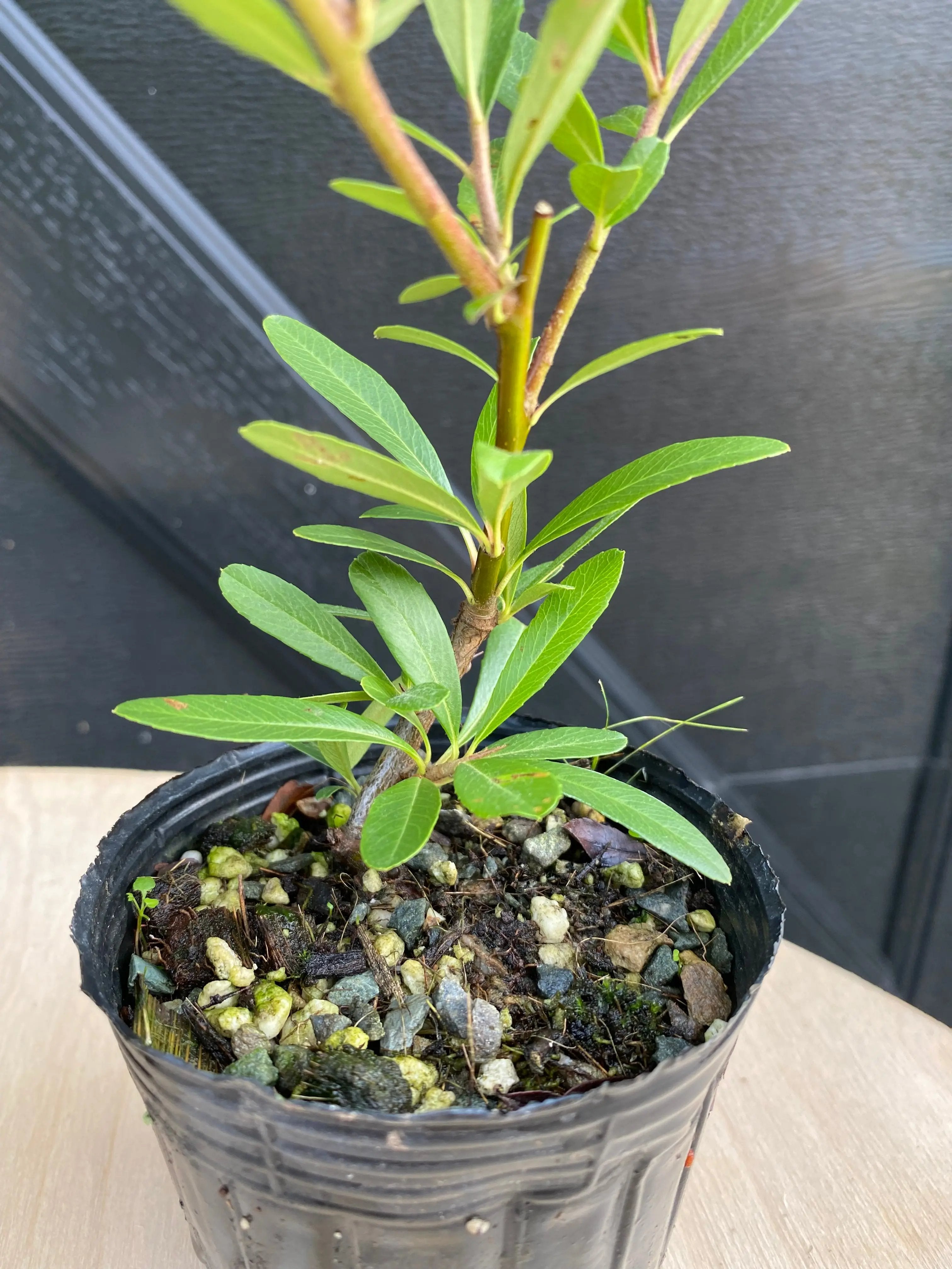 Firethorn Canada Bonsai