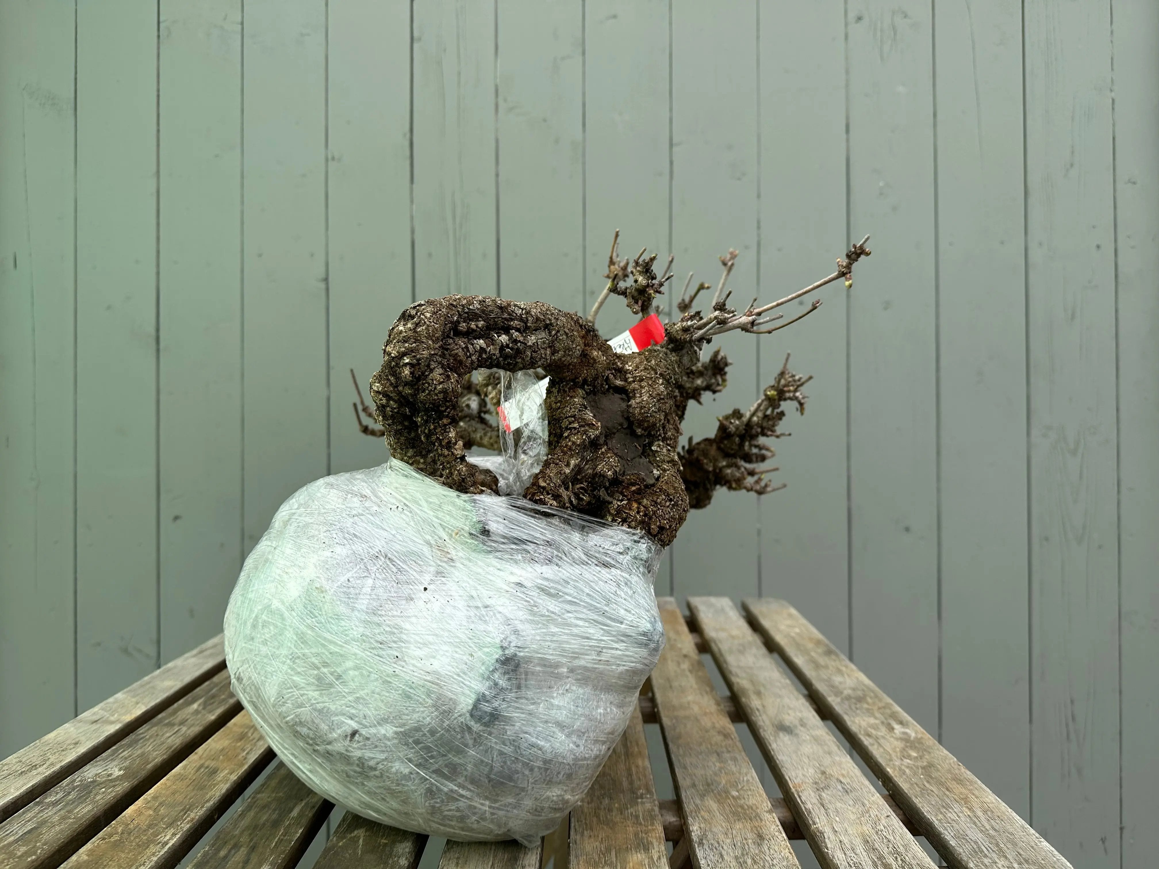 Akebia Canada Bonsai