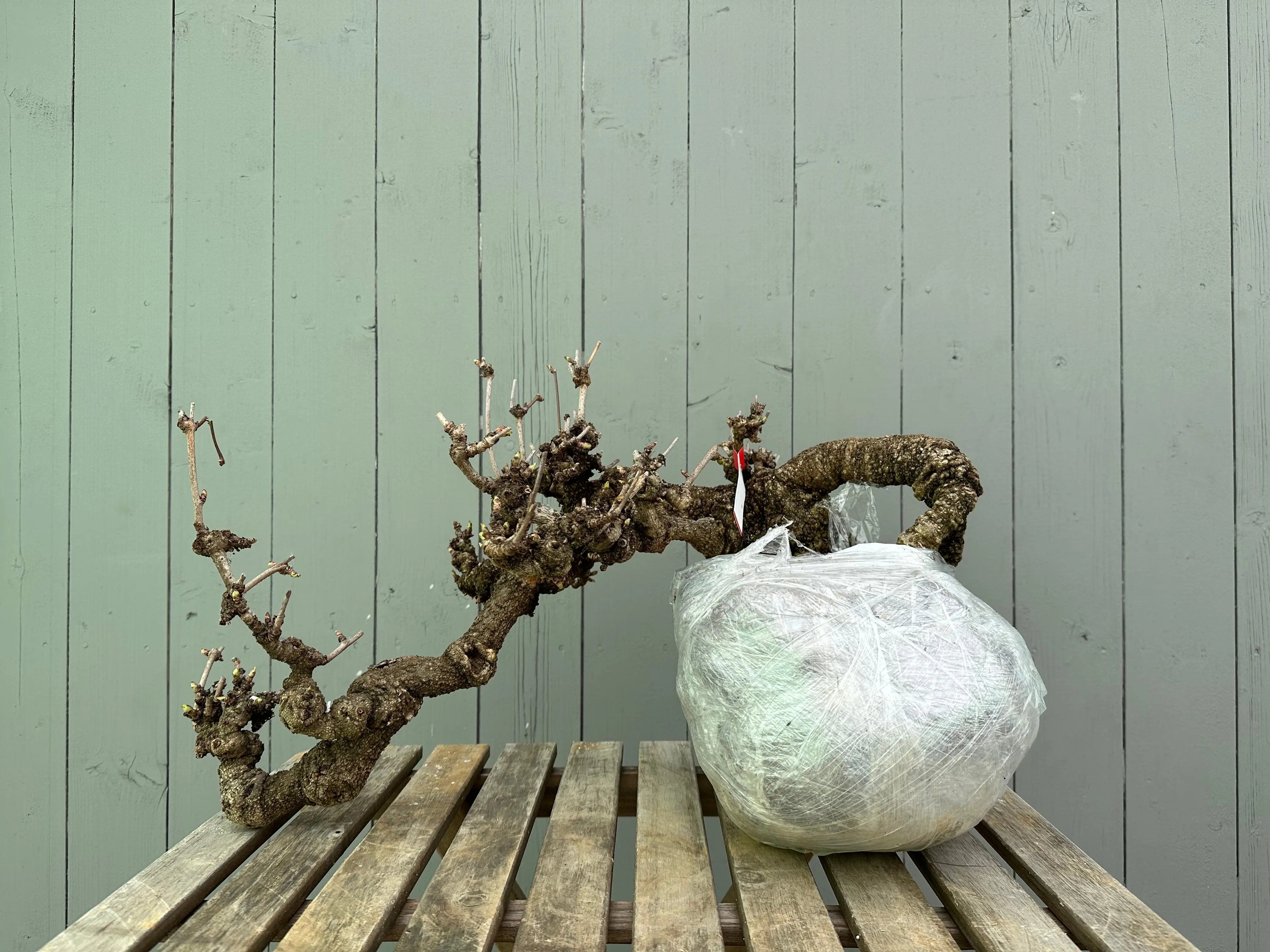 Akebia Canada Bonsai