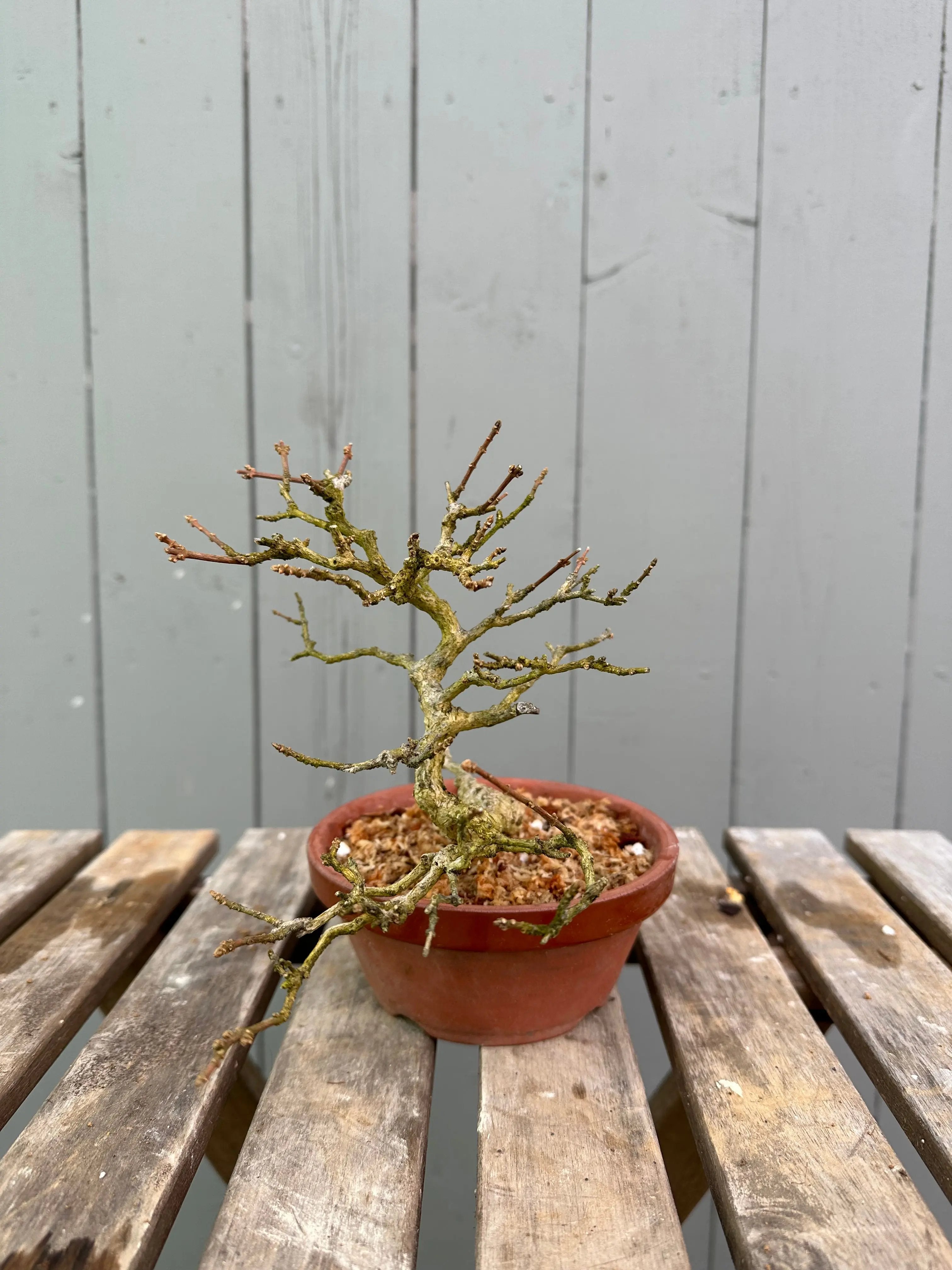 Musk Maple Canada Bonsai