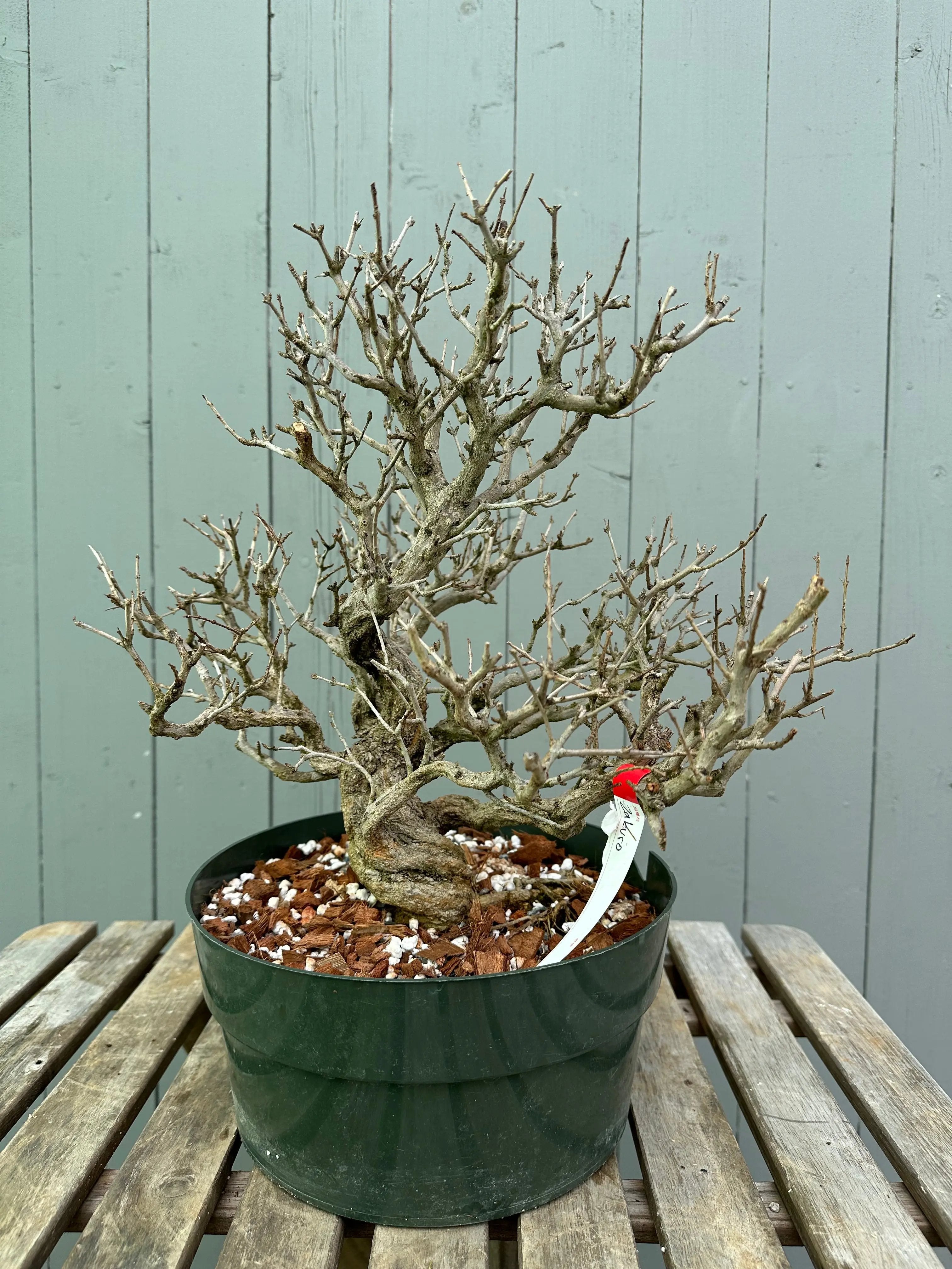 Pomegranate Neji-Kan Canada Bonsai