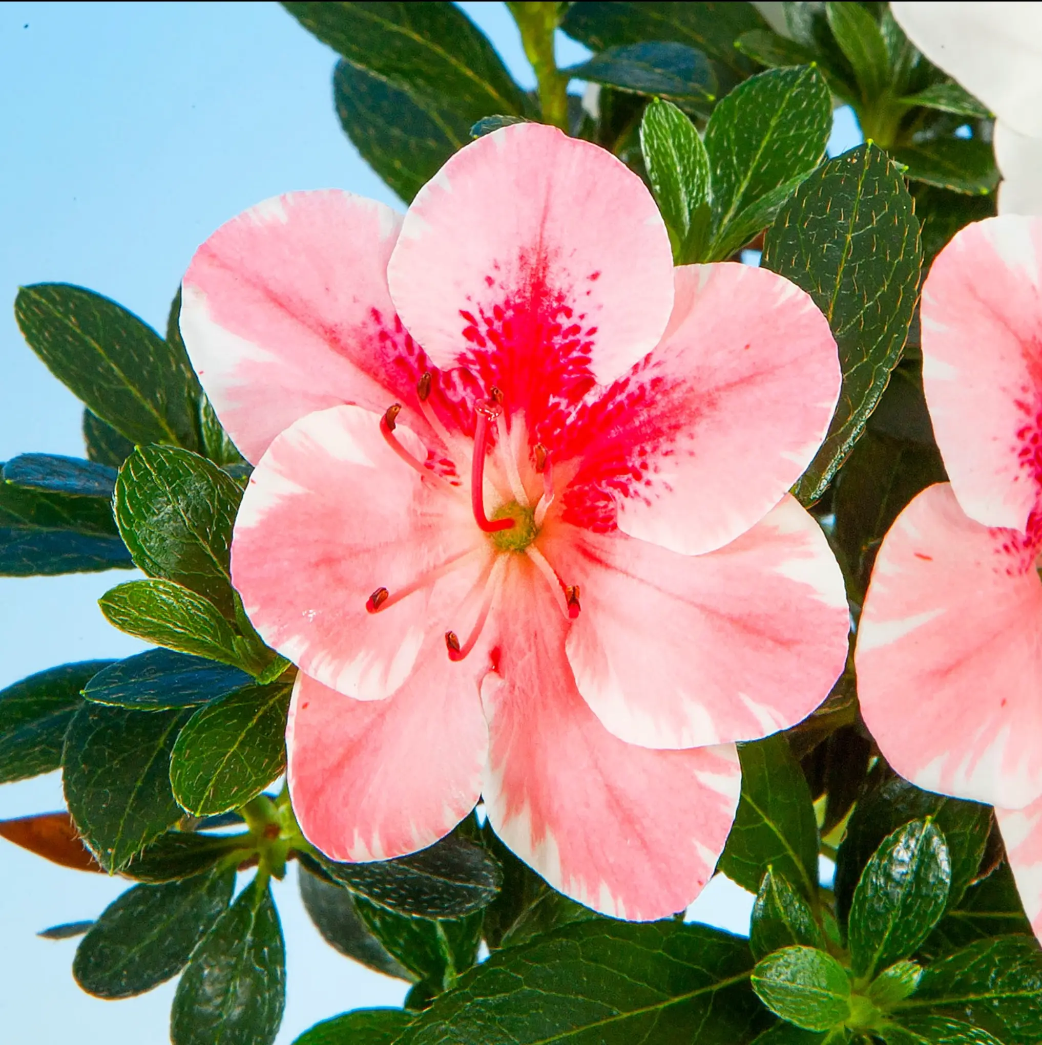 Satsuki 'Shiroihanakazari' Canada Bonsai