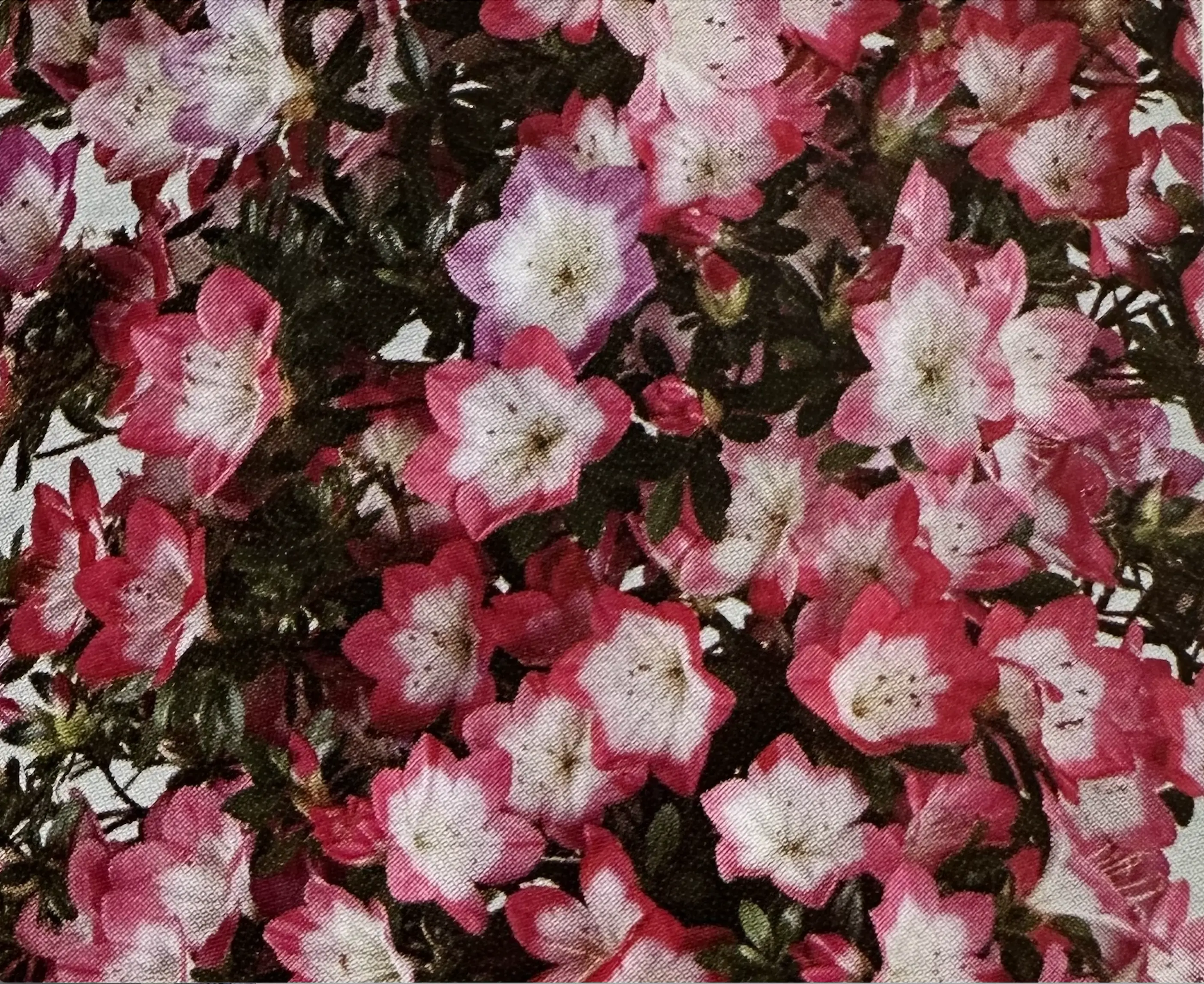 Satsuki 'Rin' Canada Bonsai