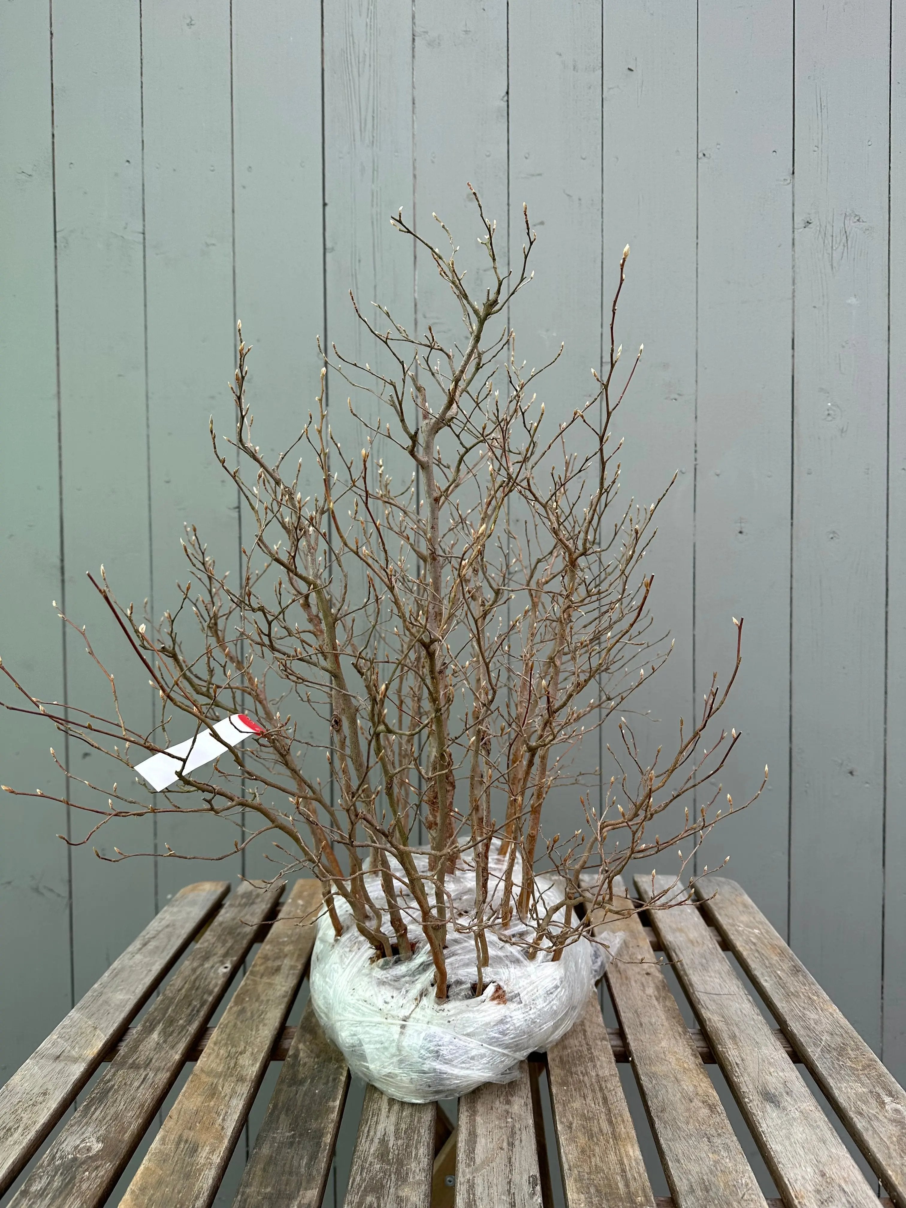 Stewartia Canada Bonsai