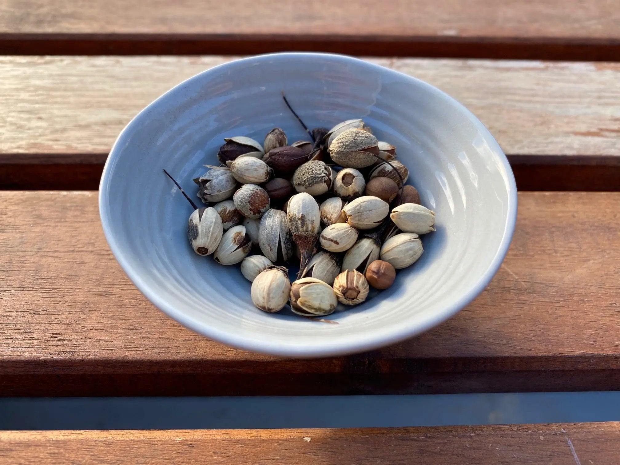 Styrax japonicus CB Seeds