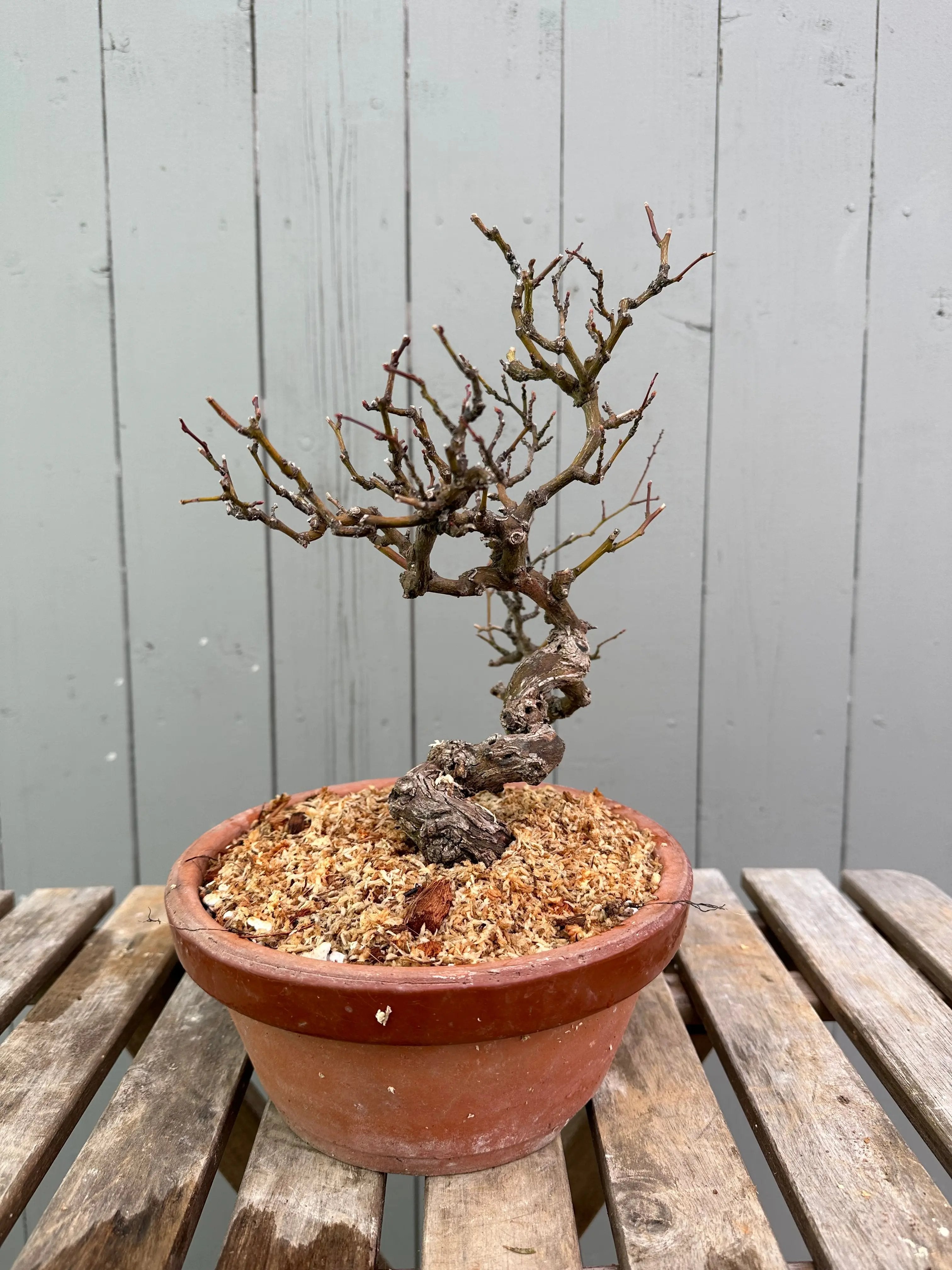 Kumayanagi Canada Bonsai