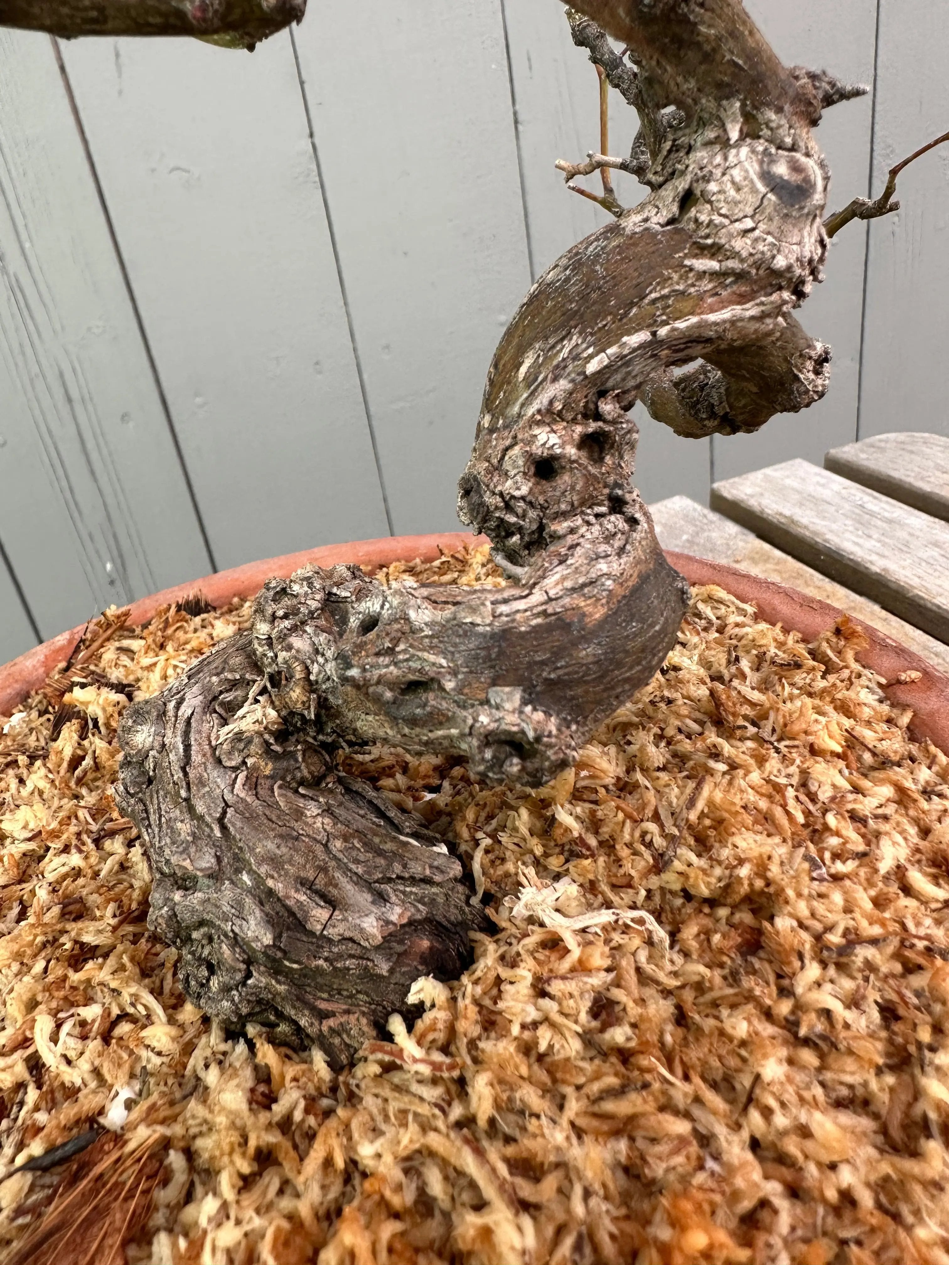 Kumayanagi Canada Bonsai
