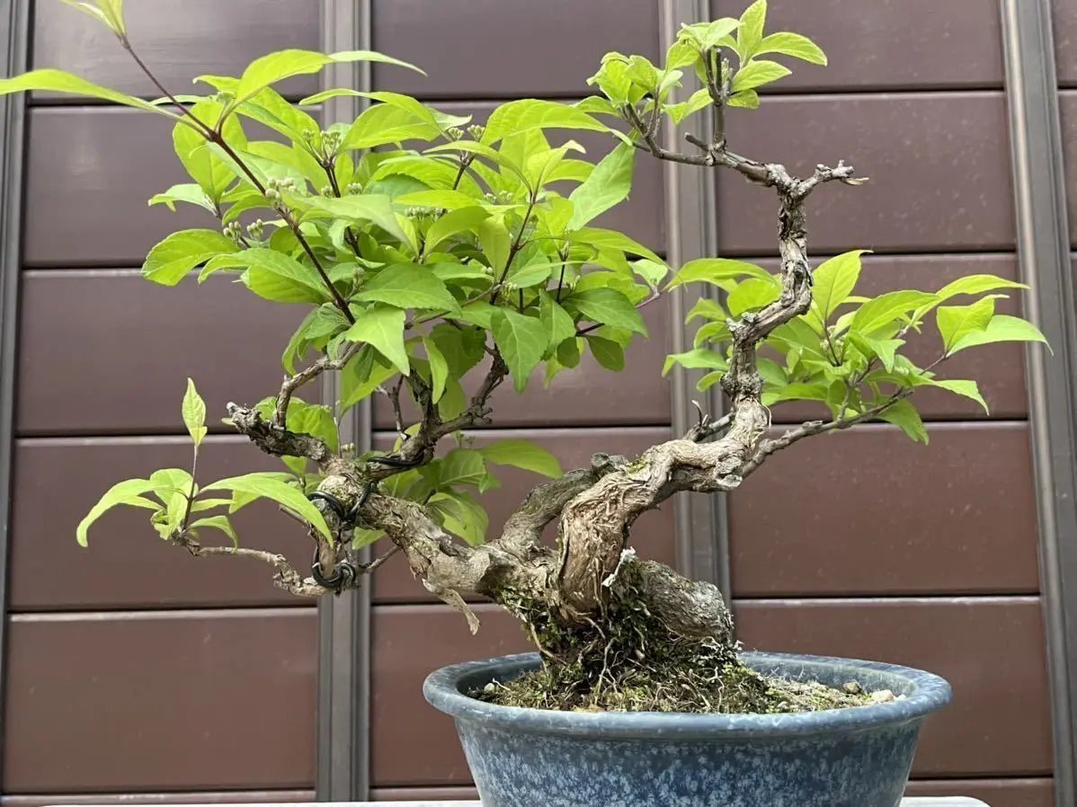 Callicarpa Canada Bonsai