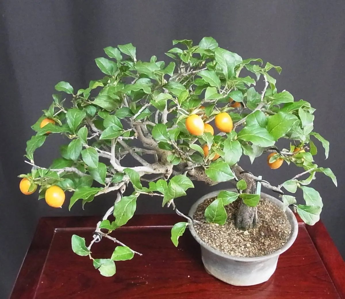 Persimmon Canada Bonsai