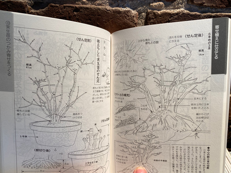 Le mini bonsaï illustré de Kyosuke Gun