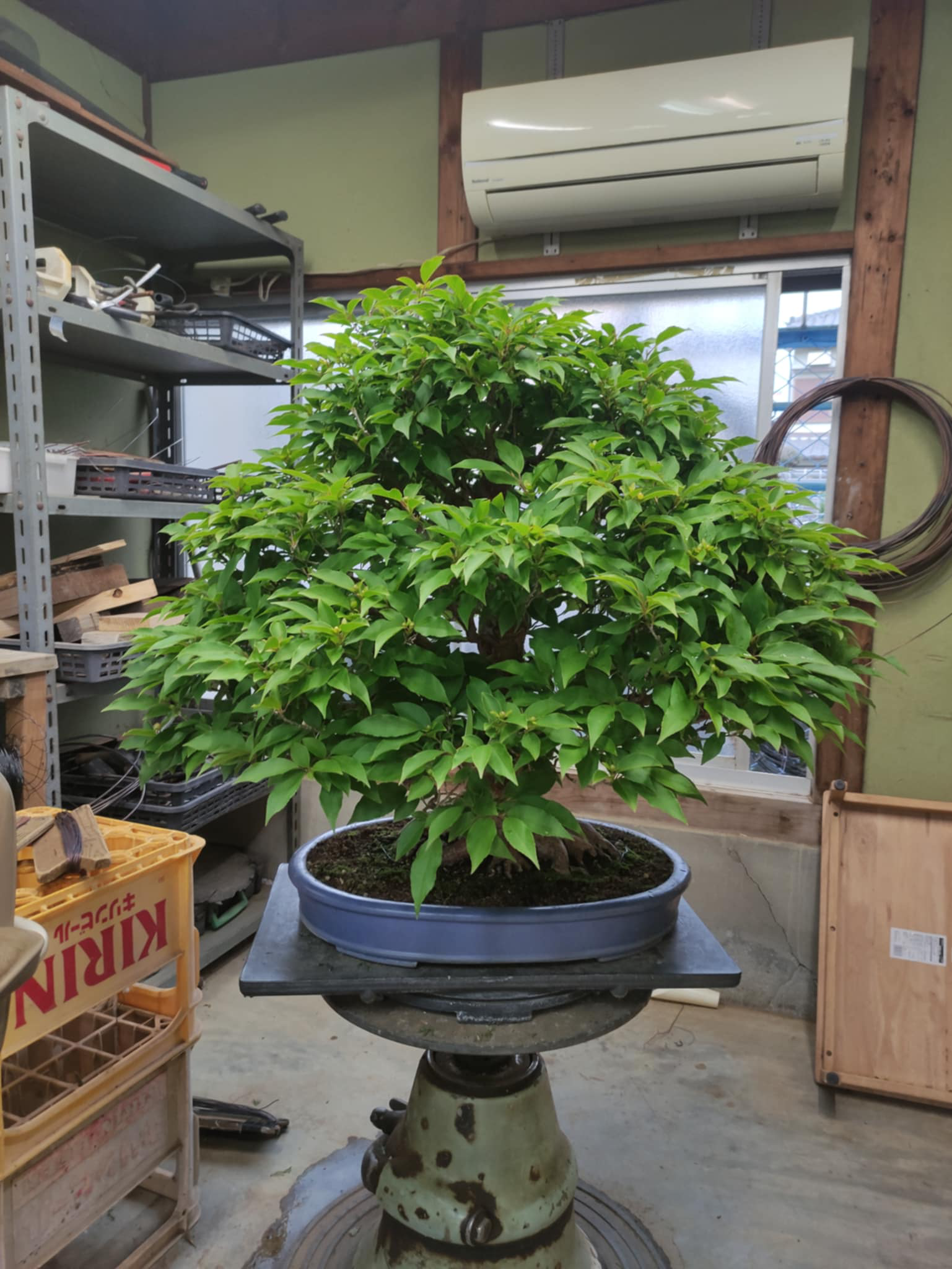 Stewartia monadelpha
