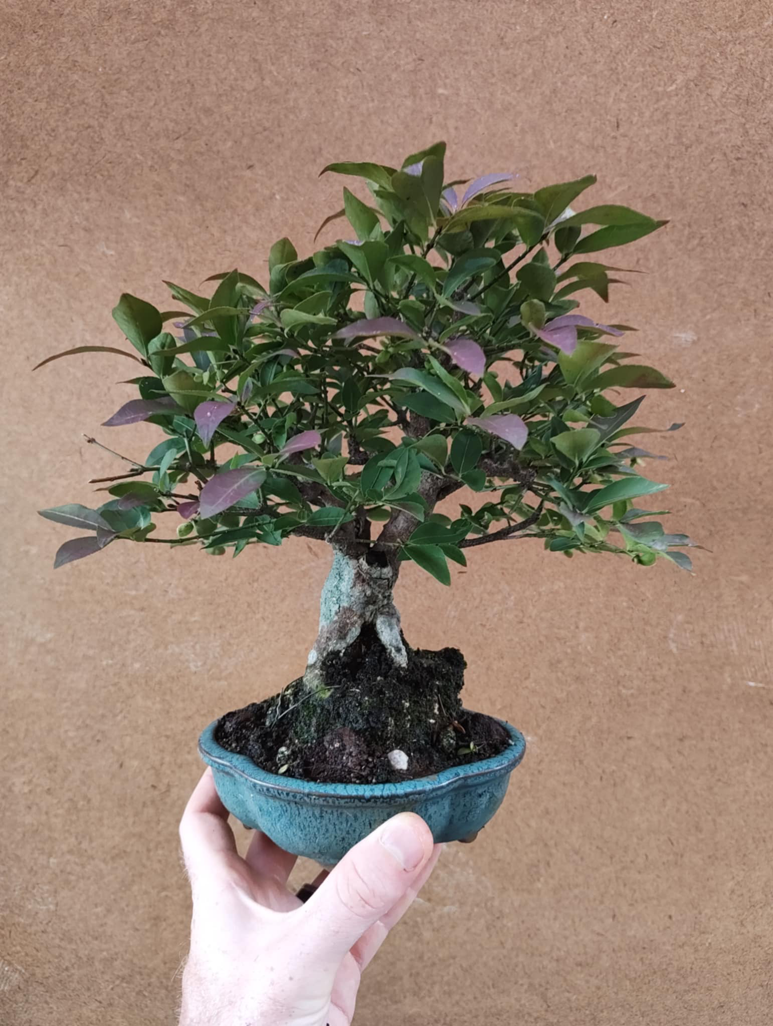 Euonymus