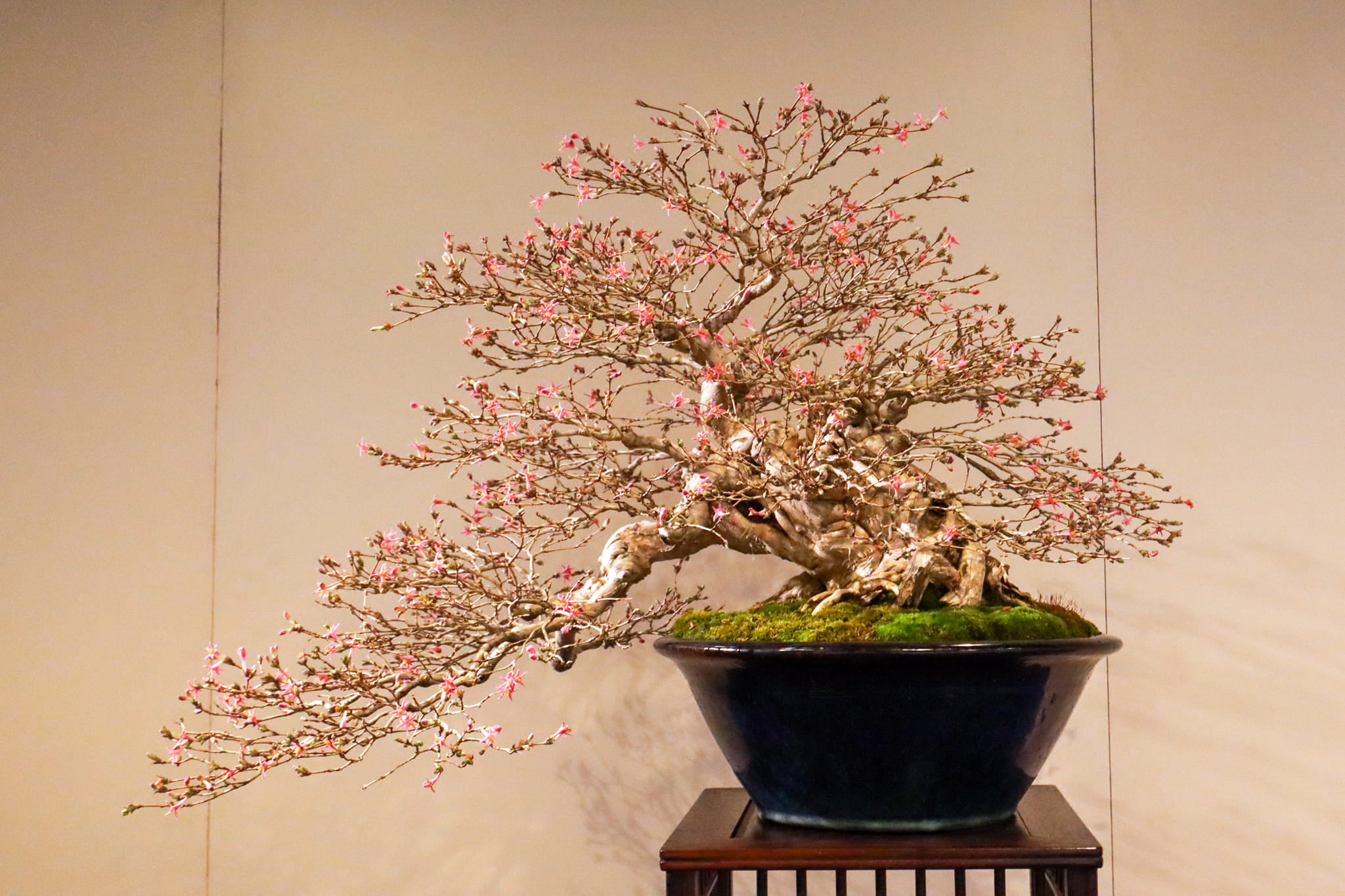 Lonicera gracilipes