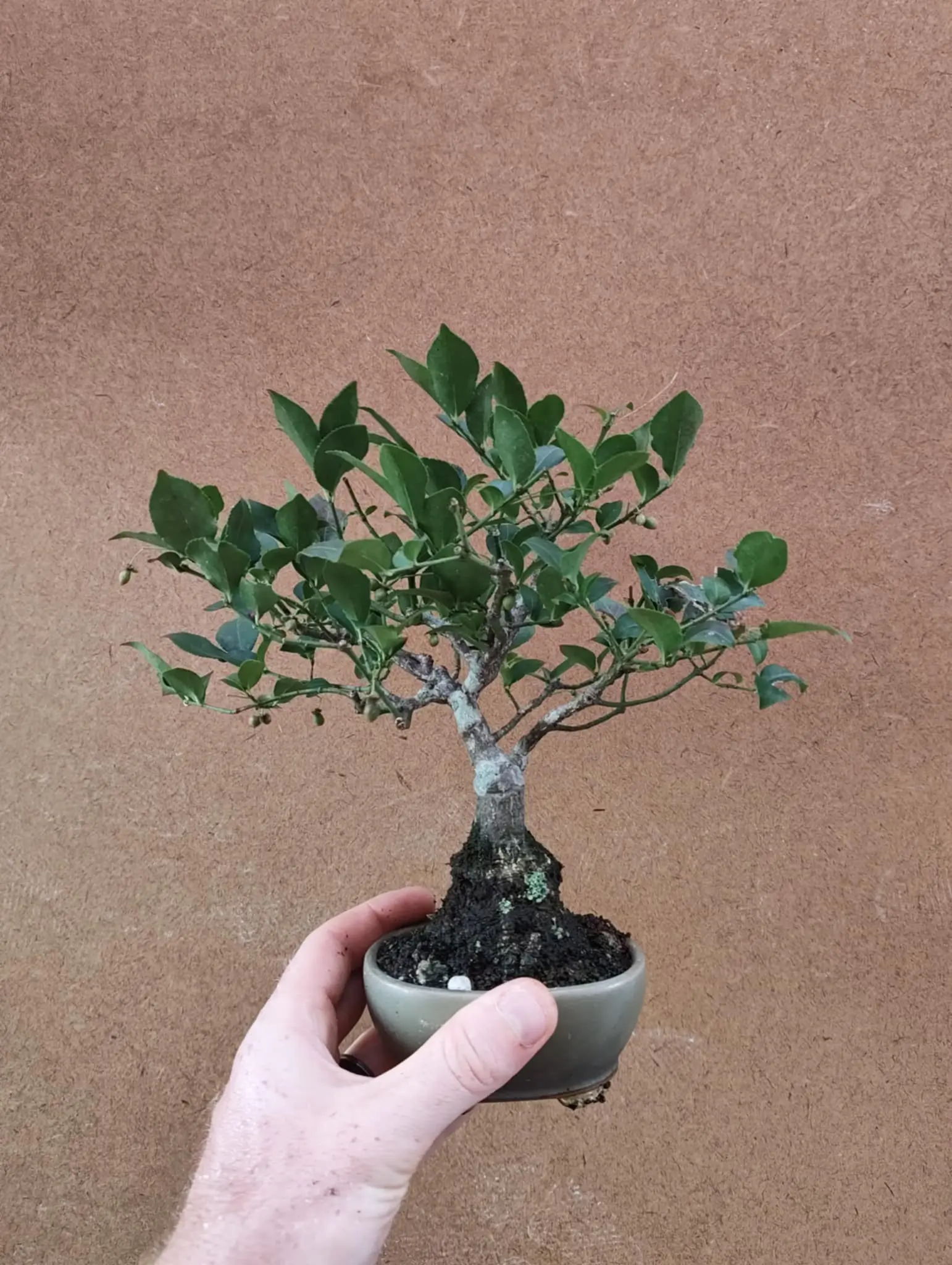 Euonymus Canada Bonsai