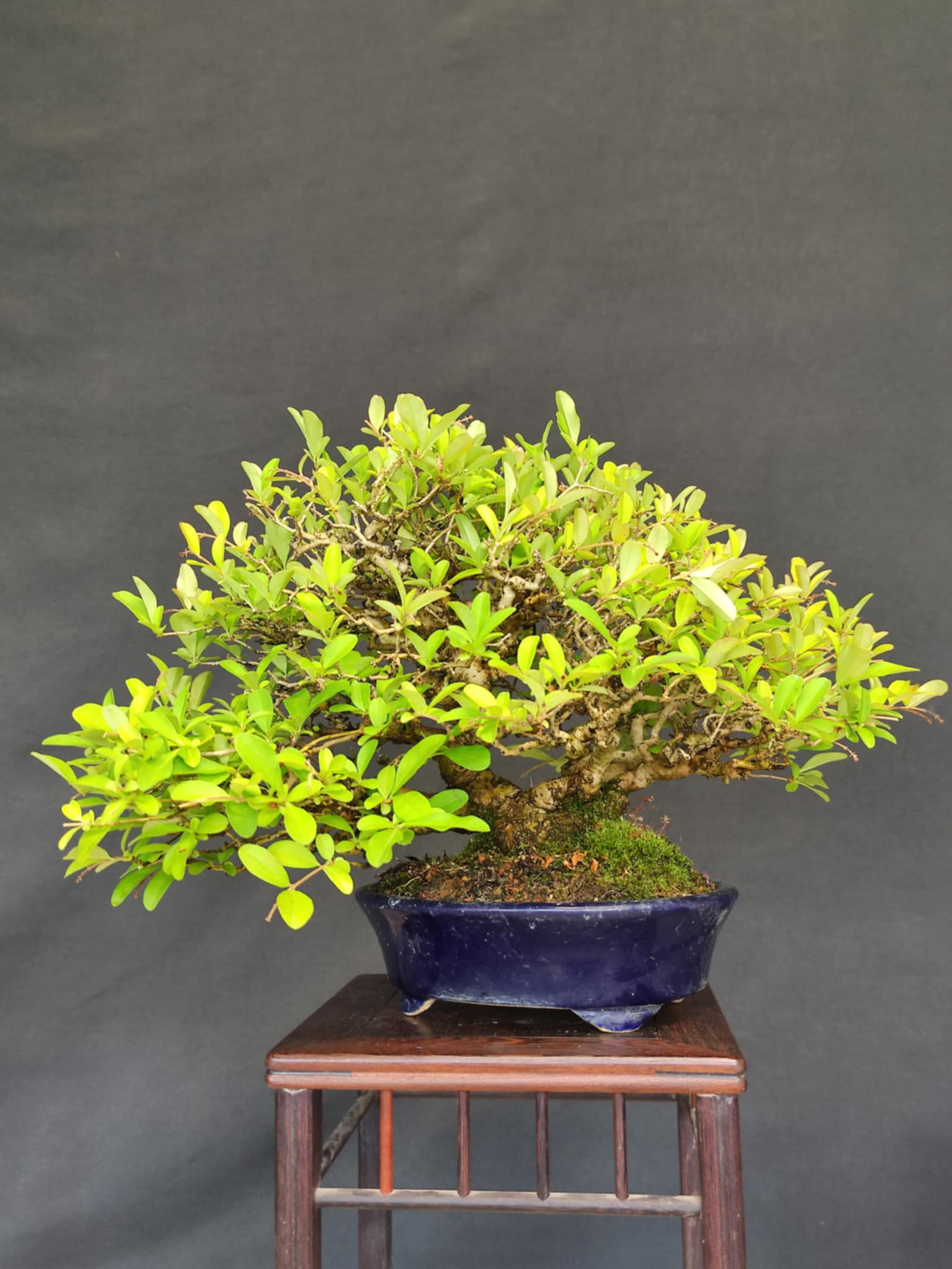 Ligustrum obtusifolium